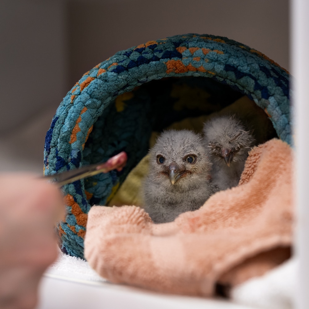 Baby screech owl getting hand-fed
