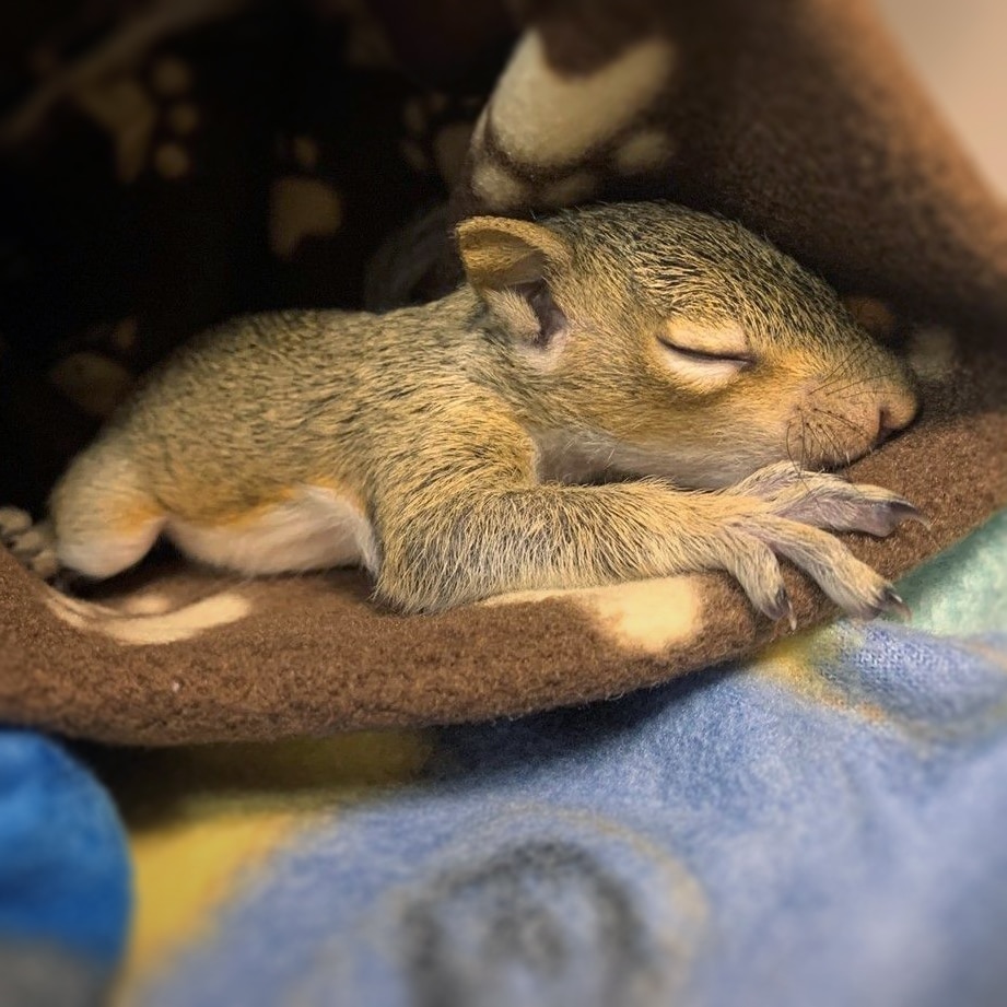 Baby squirrel sleeping inside wildlife hospital