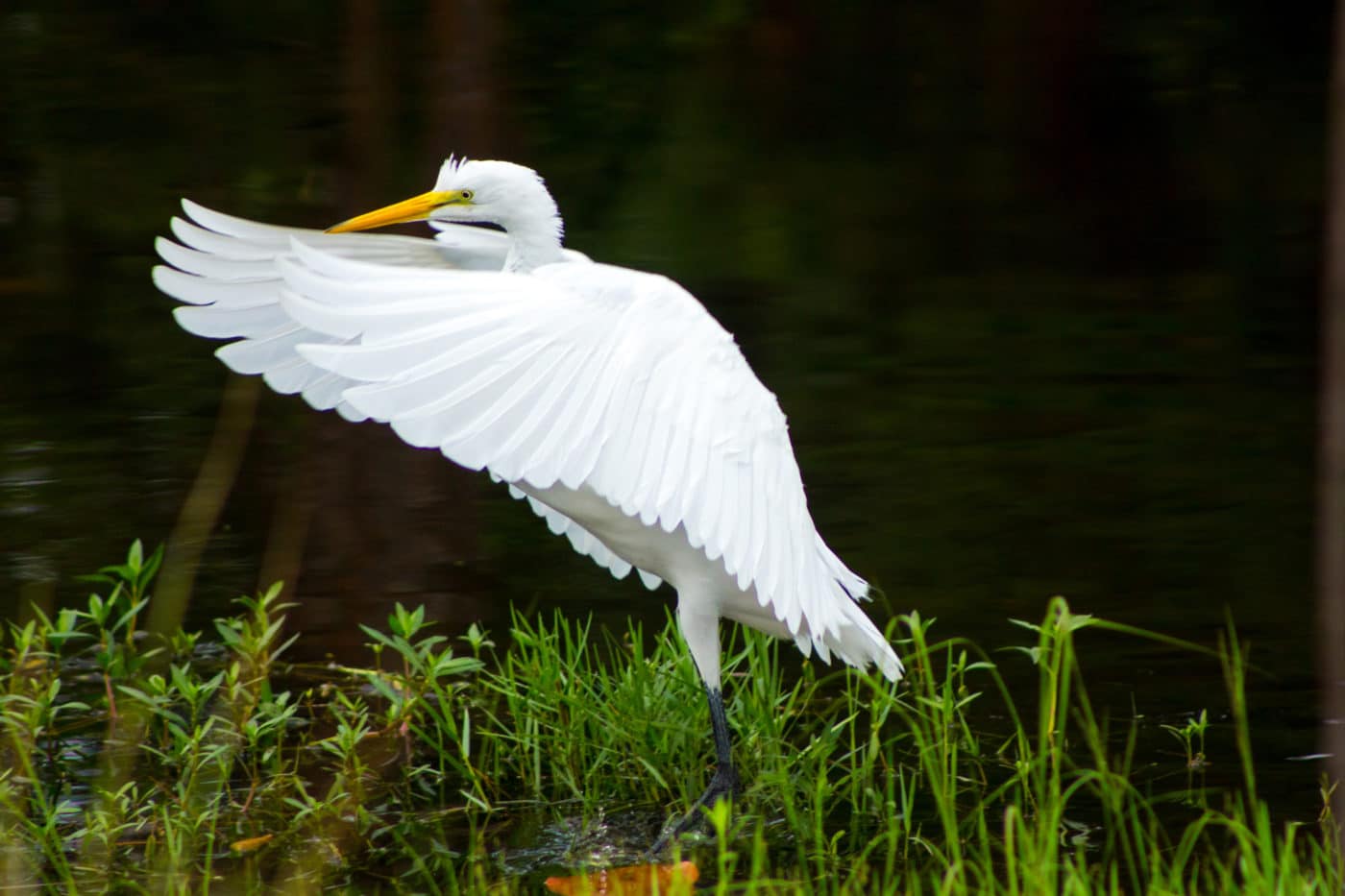 Great Egret flapping wings