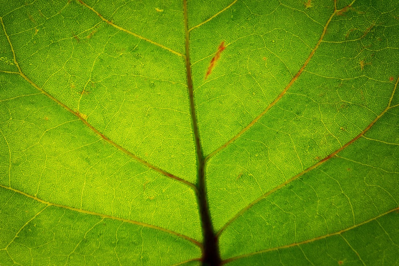 Leaf3
