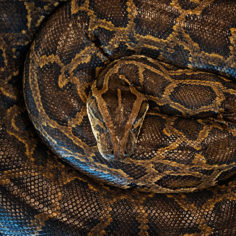 PythonHome | Conservancy of Southwest Florida