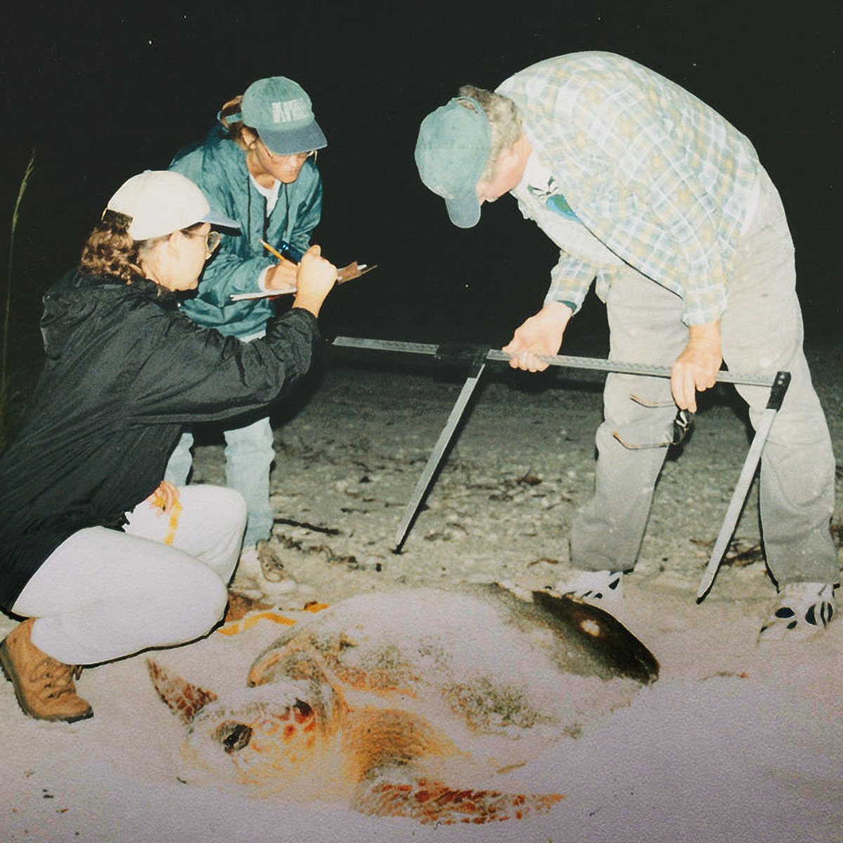 Old photo of science team measuring a loggerhead sea turtle with large calipers