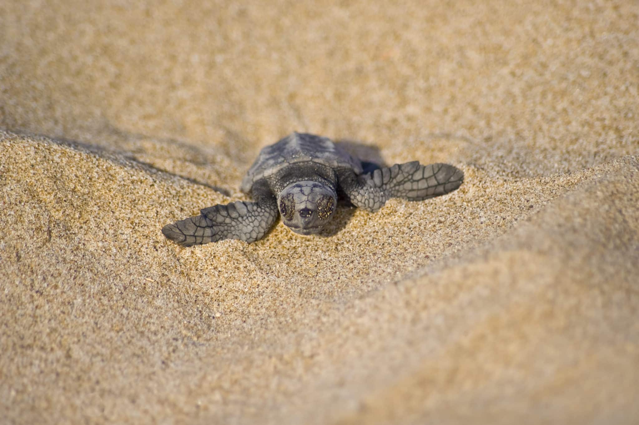 Baby loggerhead sea turtle in the sand