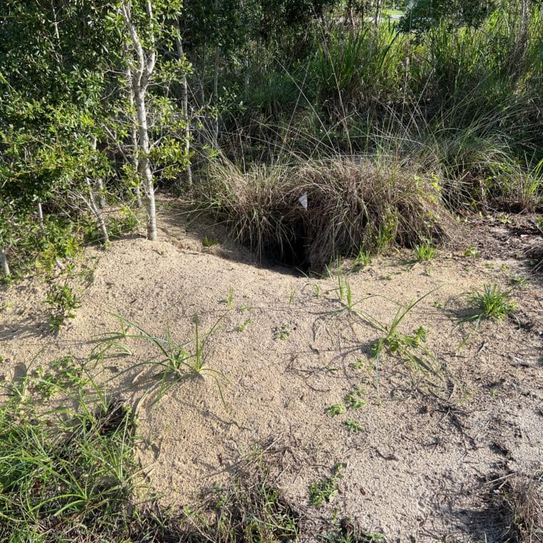 One of the Gopher tortoise burrows on the land that the team is working to protect.