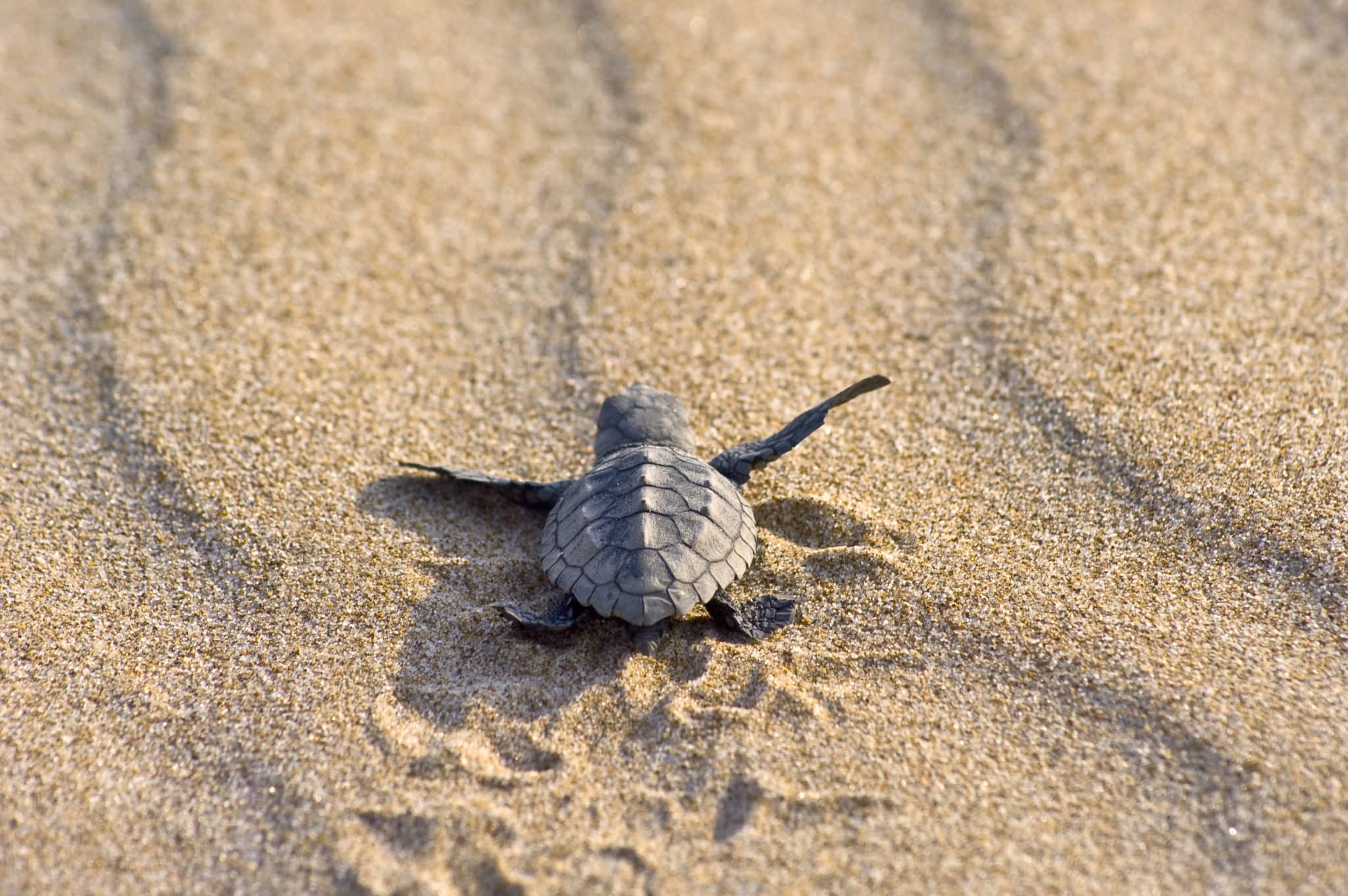 Baby loggerhead sea turtle on the sand