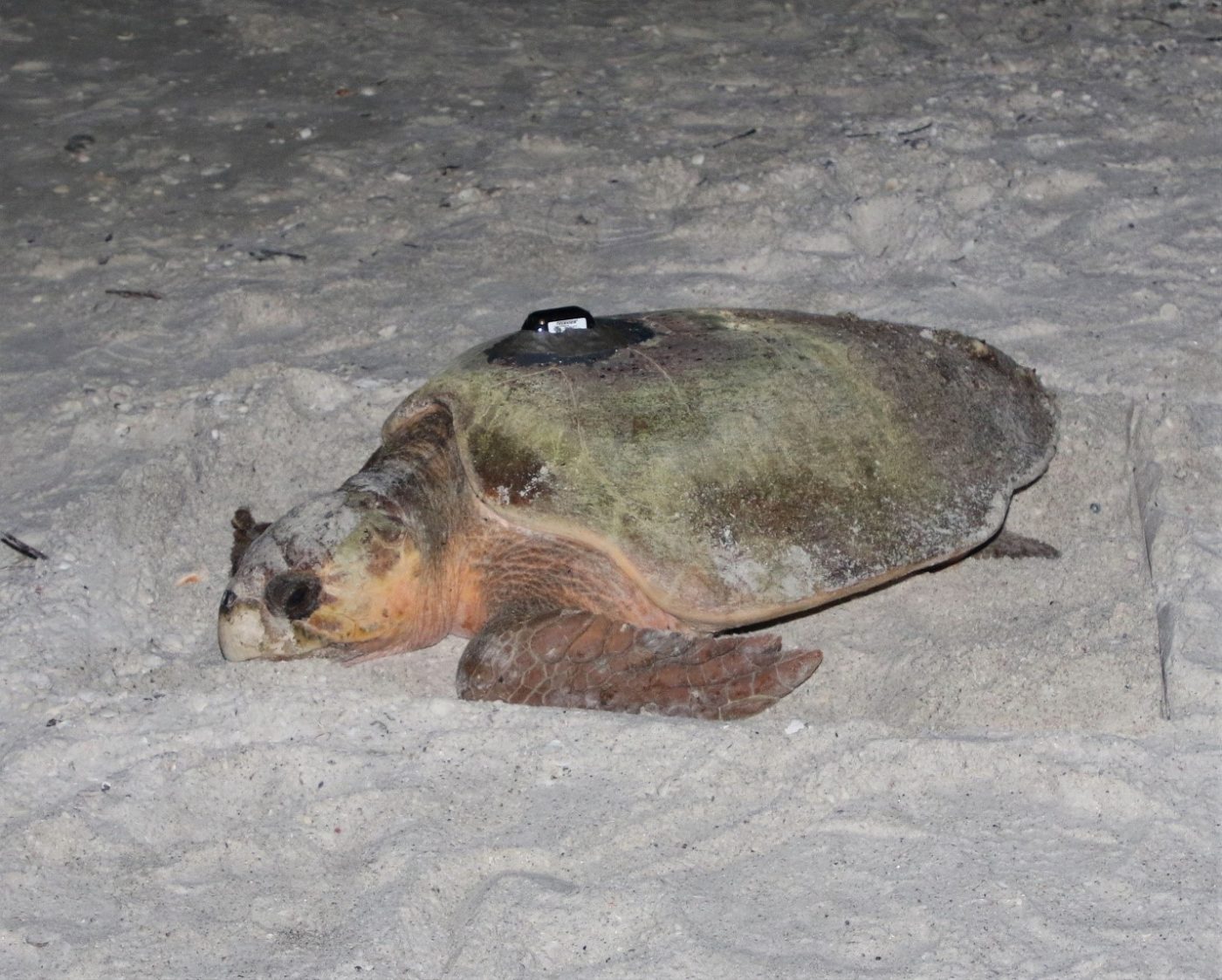 Loggerhead sea turtle on the beach with a GPS tracker on her back