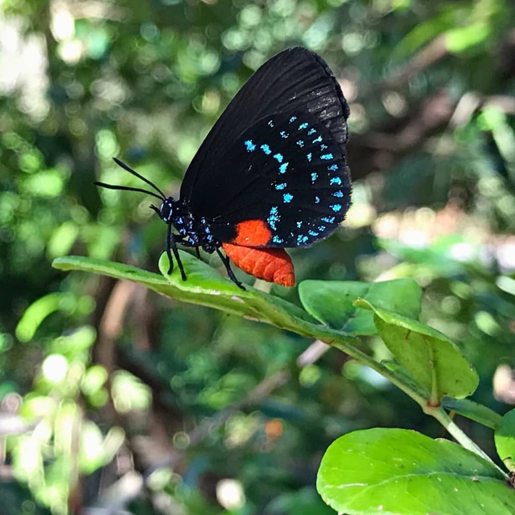 blue atala butterfly