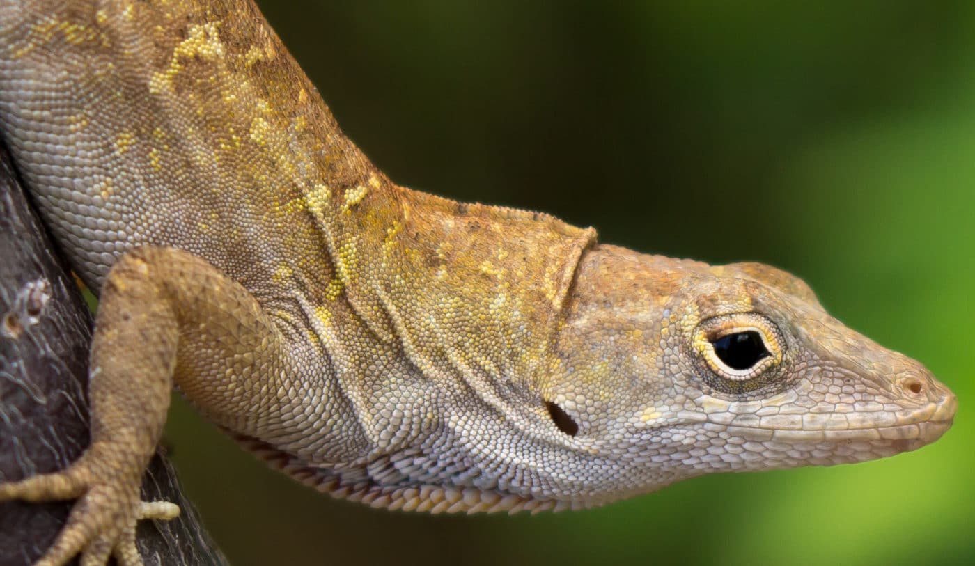 Anole | Conservancy of Southwest Florida