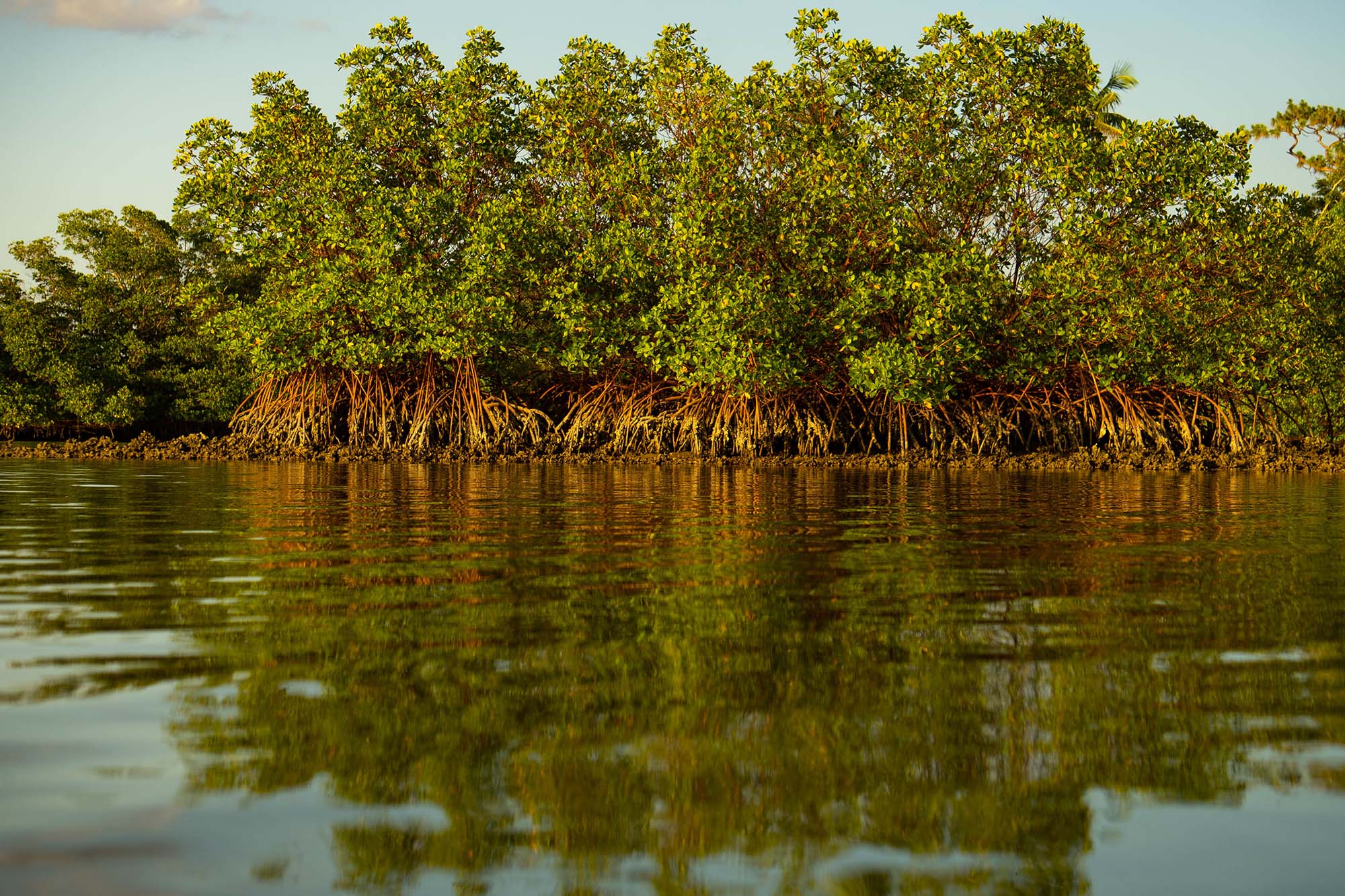 Mangroves photographed in morning light