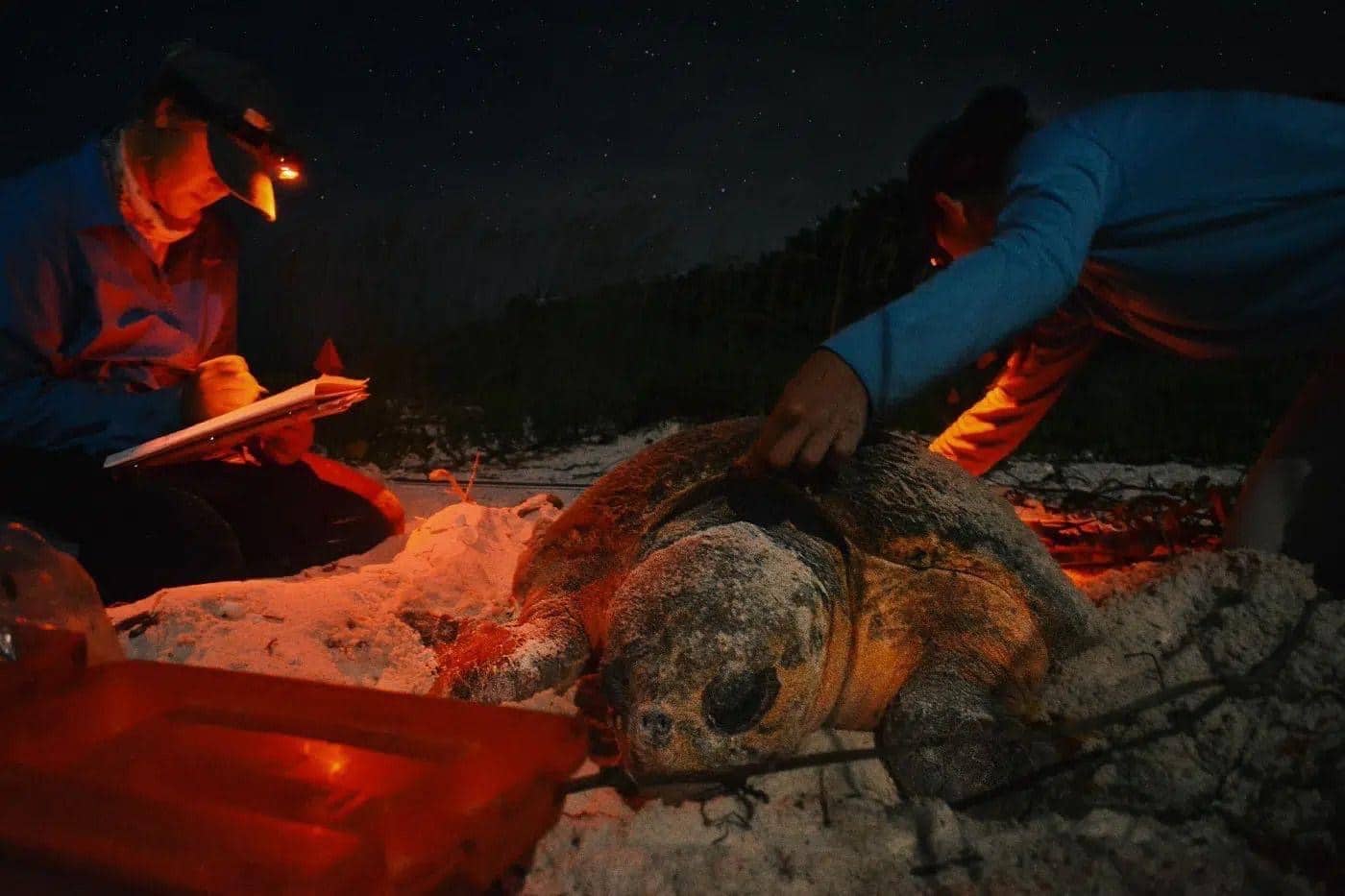 Sea turtle team measuring a nesting loggerhead sea turtle at night