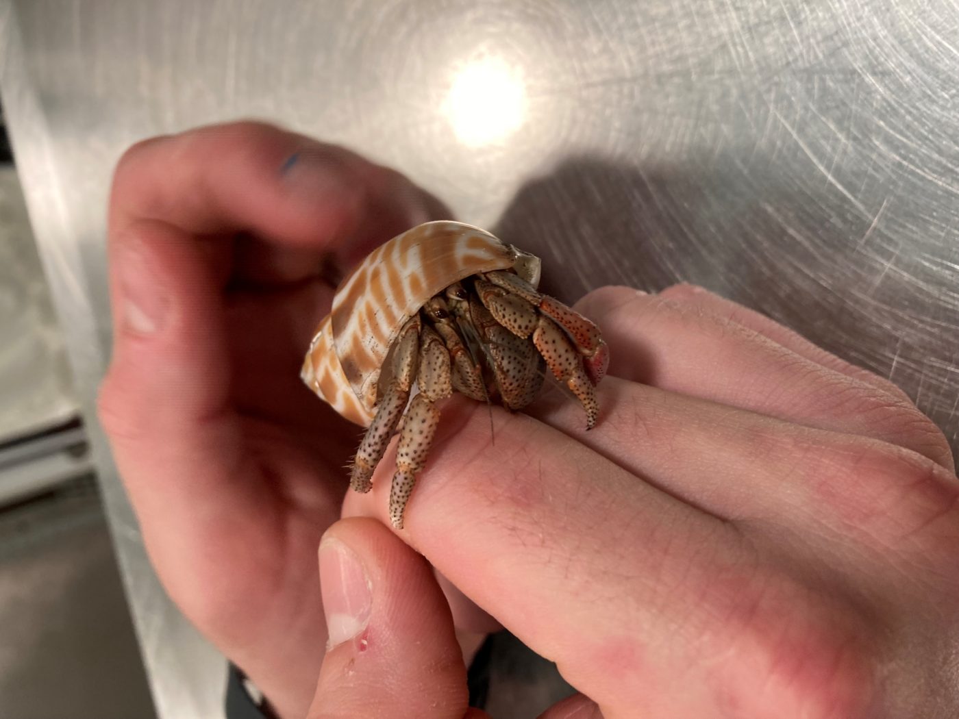 hermit crab