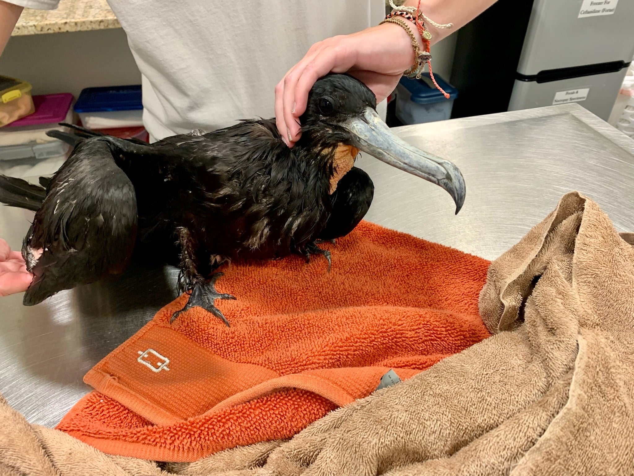 What you need to know to keep baby birds safe, by Conservancy of SWFL, A  week inside the von Arx Wildlife Hospital