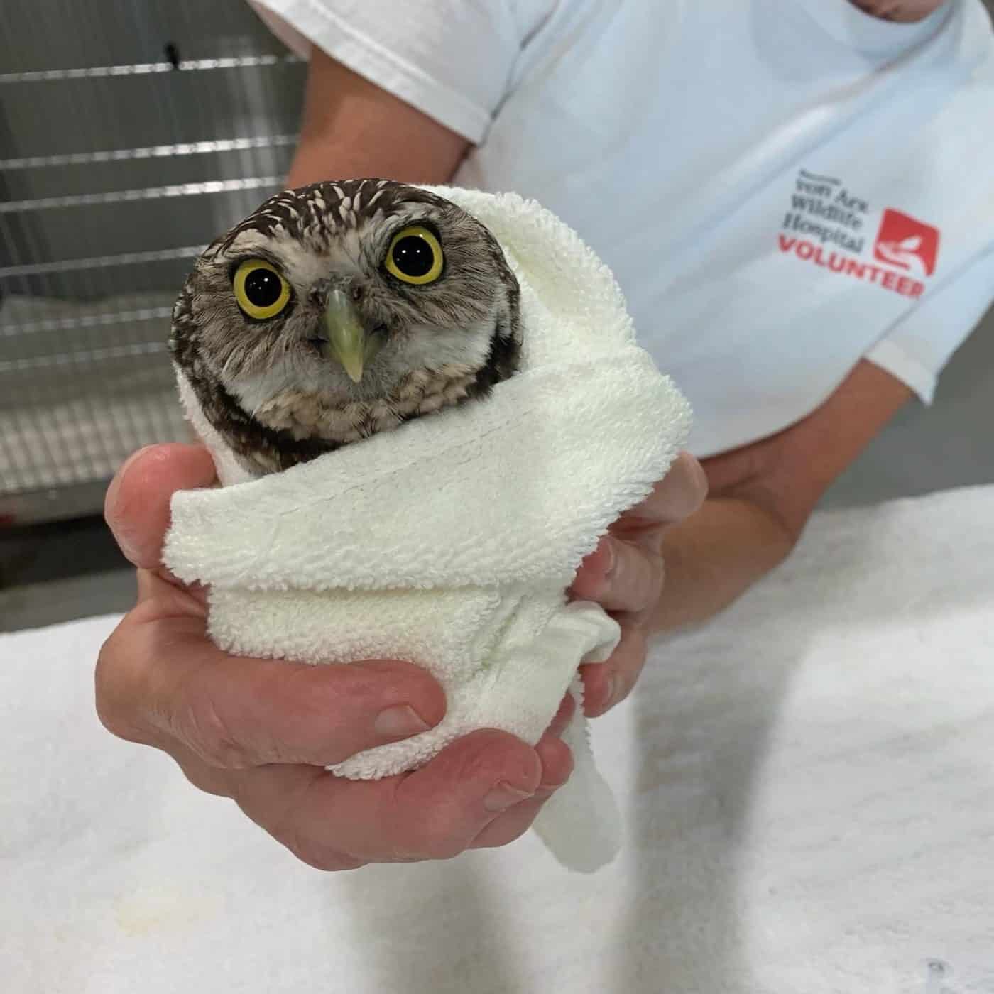 What you need to know to keep baby birds safe, by Conservancy of SWFL, A  week inside the von Arx Wildlife Hospital