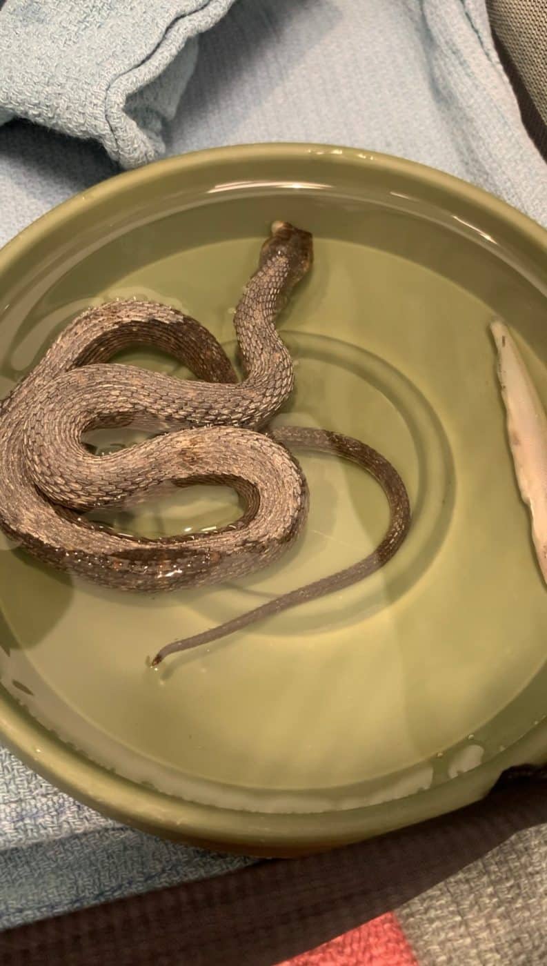 snake in tub