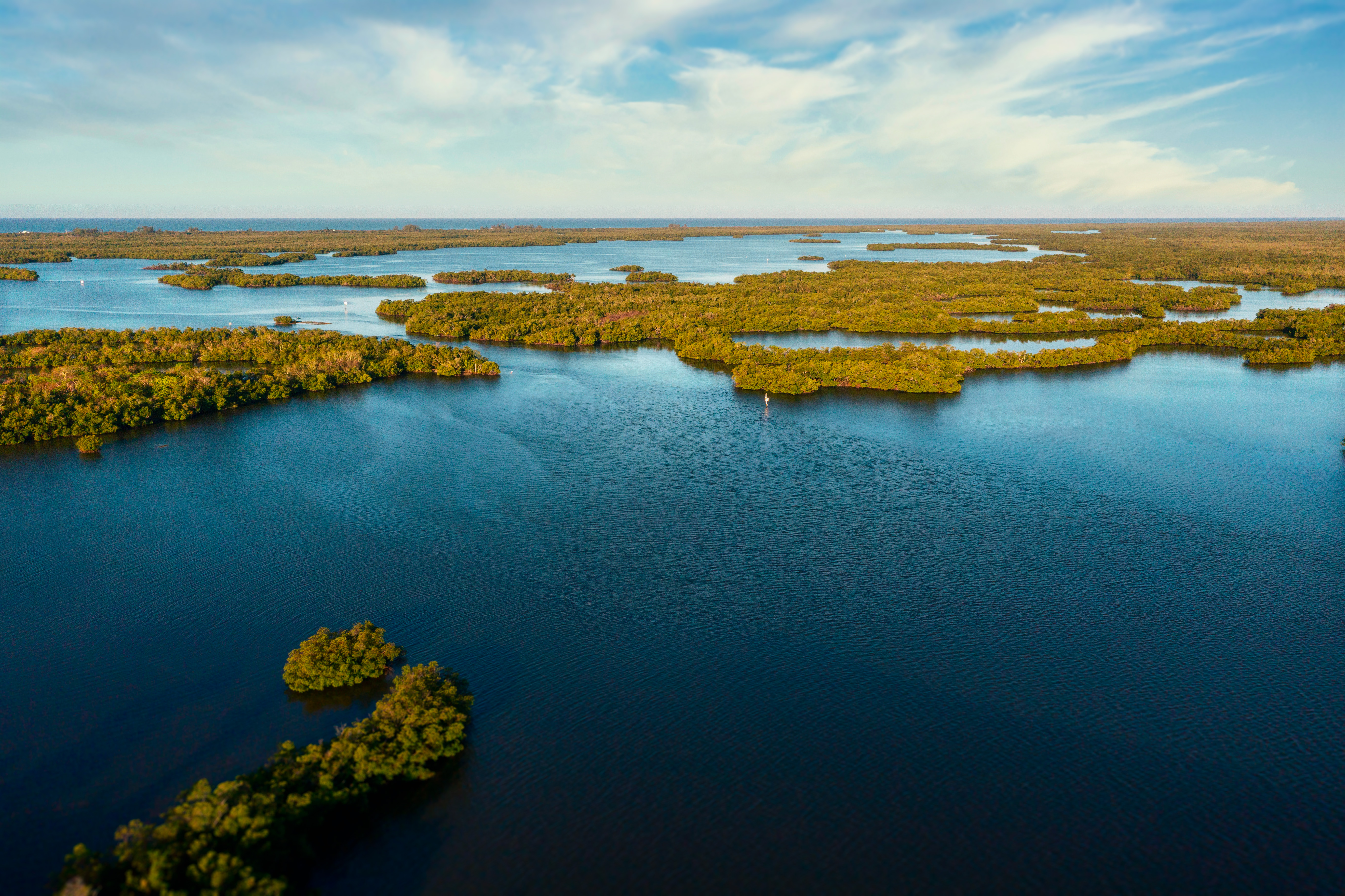 Aerial view of mangrove islands in Rookery Bay