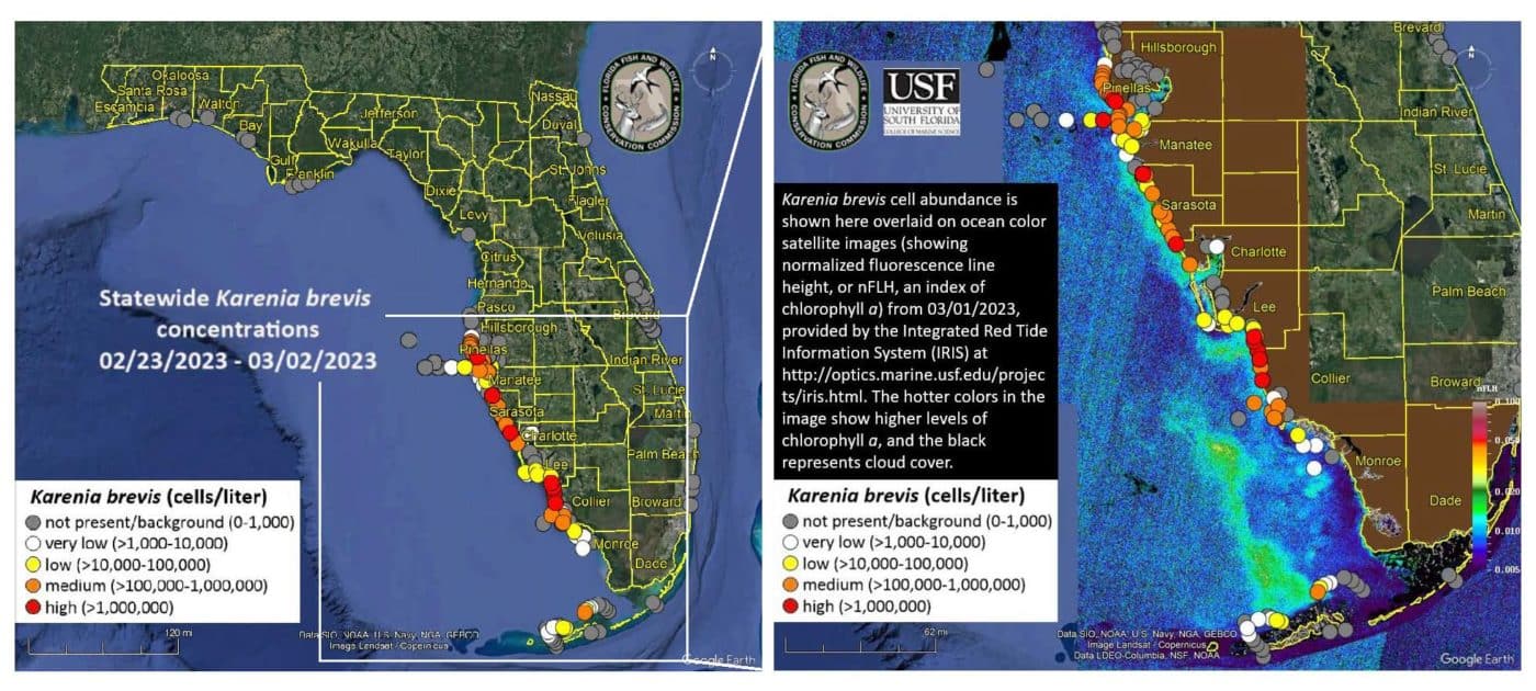 Current Today Current Red Tide Florida Map vrogue.co