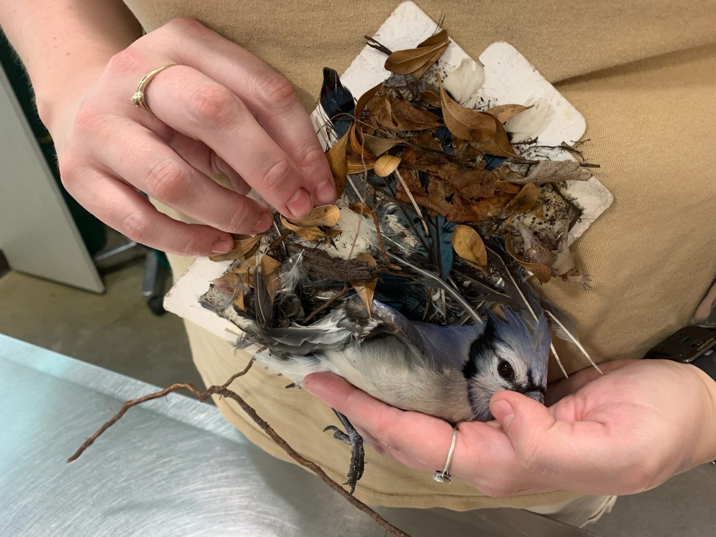 Lizard Stuck to a Glue Trap