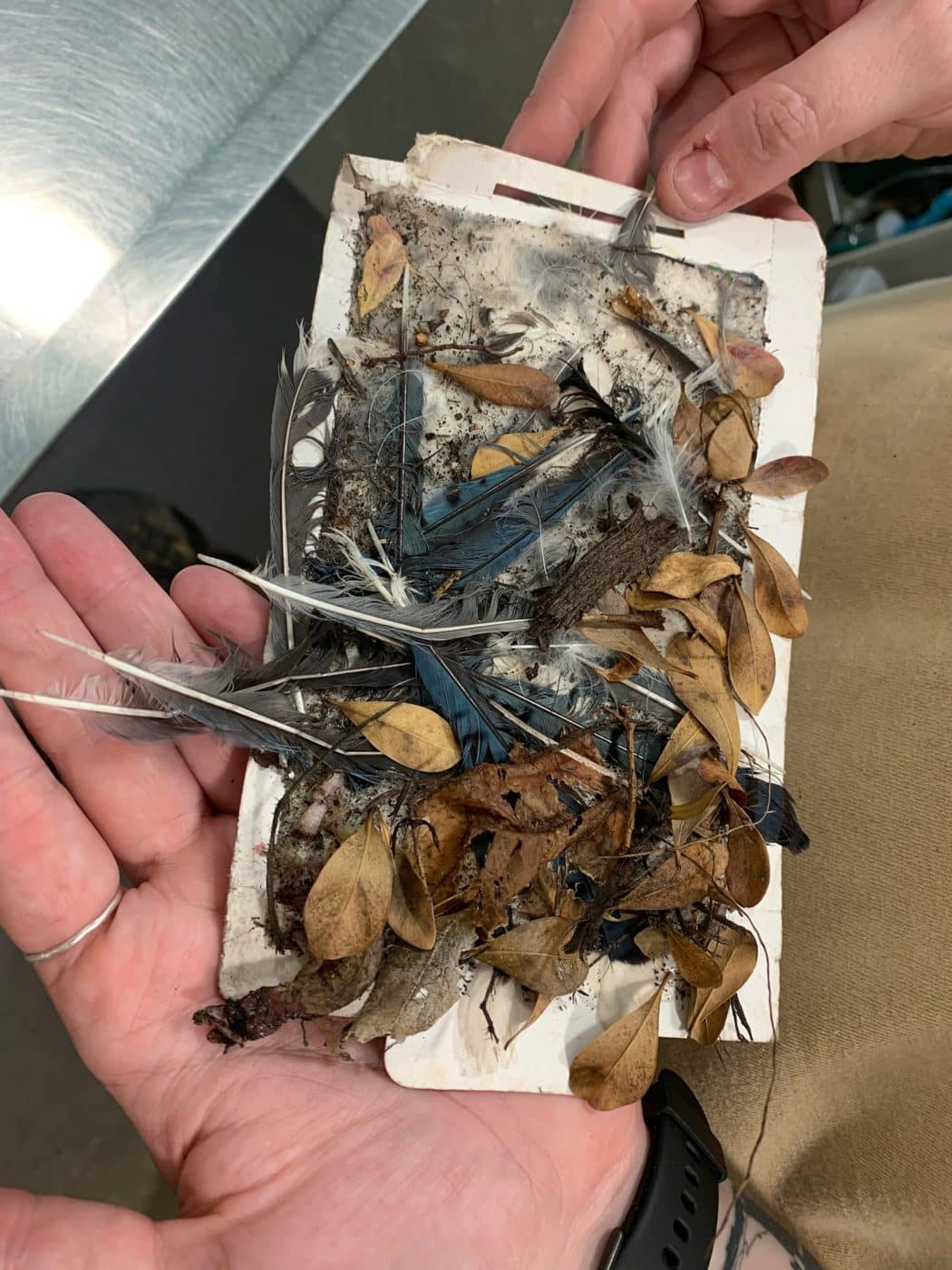 The Dangers of Glue Traps  The Wildlife Center of Virginia