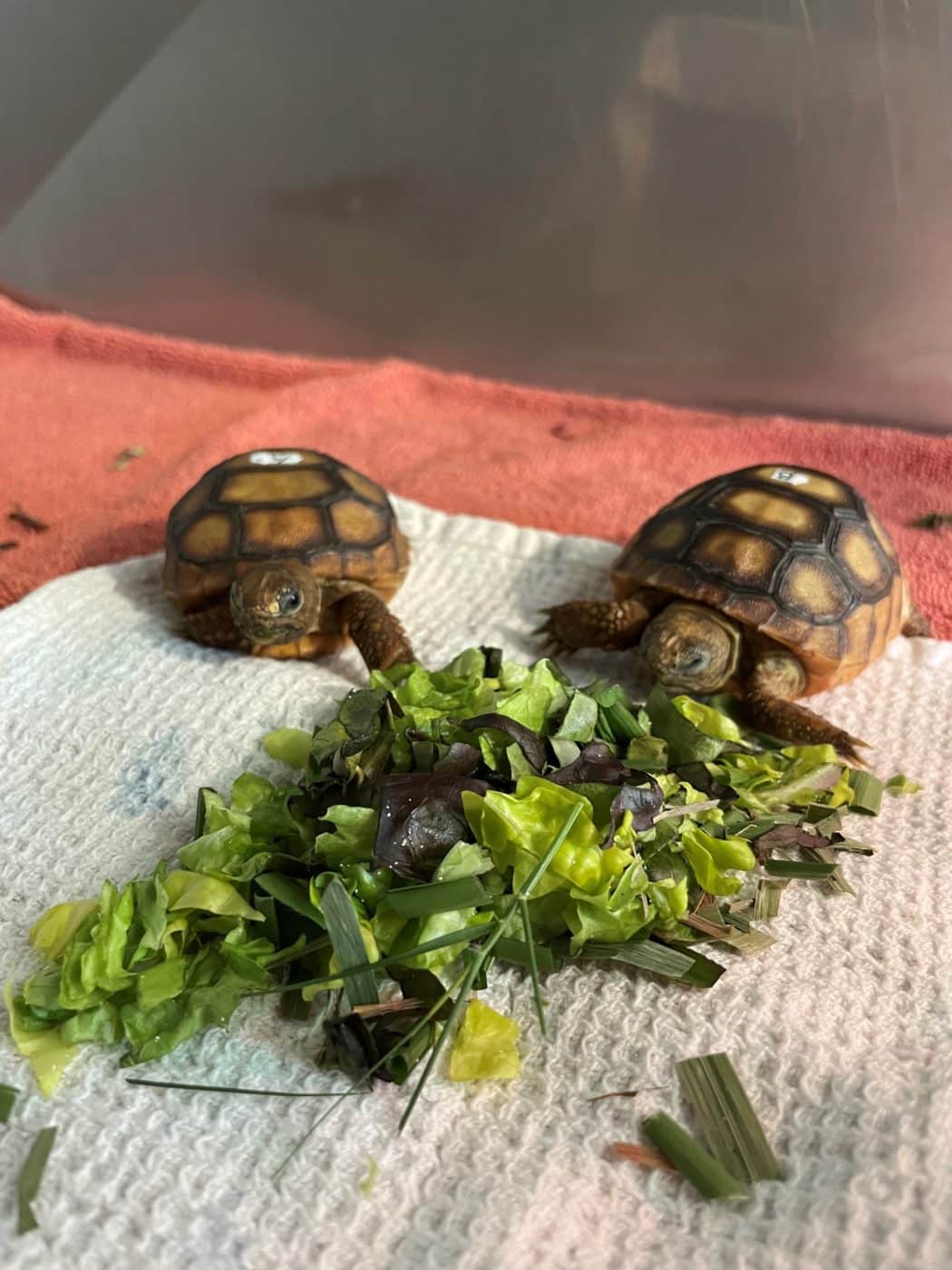 Tort Diet