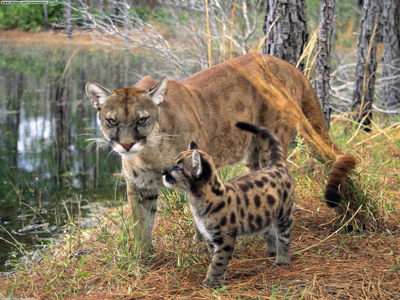 Panther And Cub