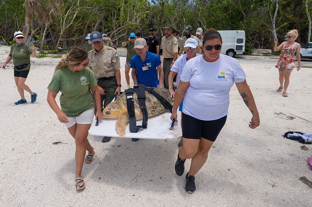 Team prepares to release loggerhead sea turtle
