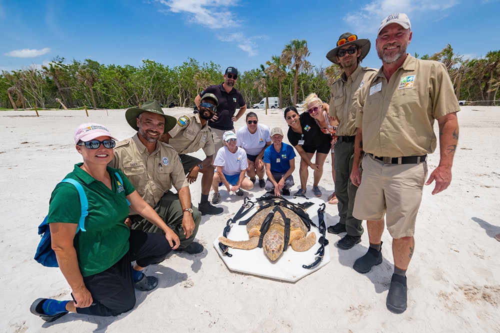 Collaborative team releases loggerhead sea turtles