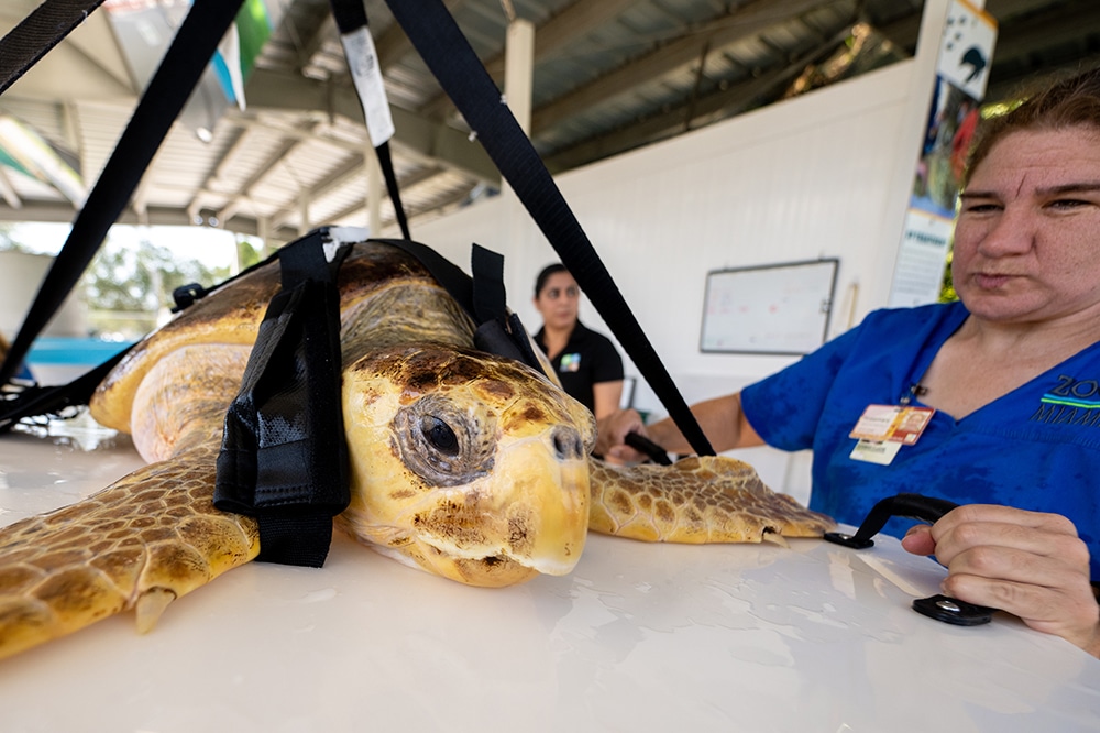 Loggerhead sea turtles released after months of rehabilitation ...