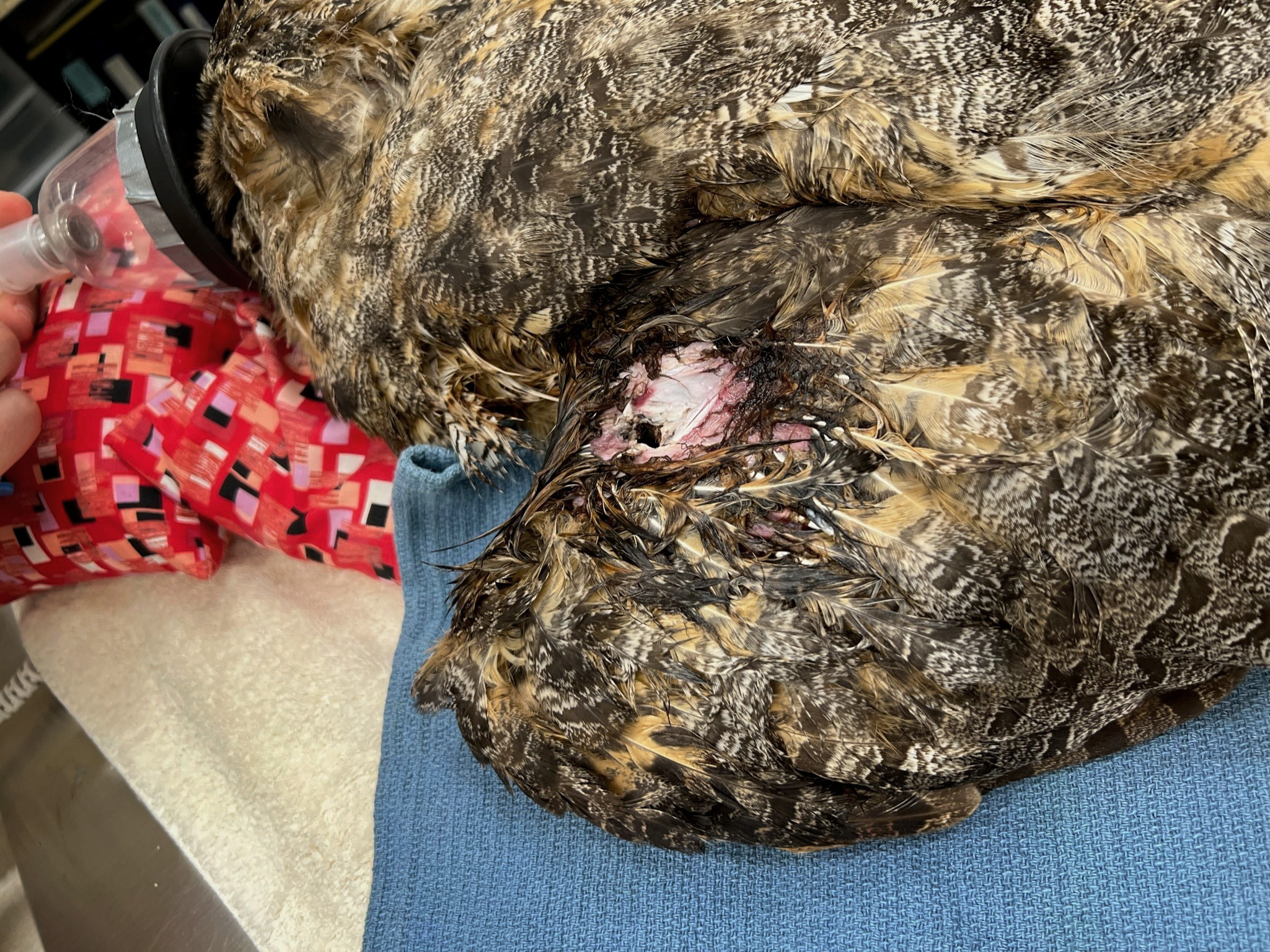 A great horned owl undergoes surgery at the von Arx Wildlife Hospital for wounds sustained after being entangled in a barbed wire fence.