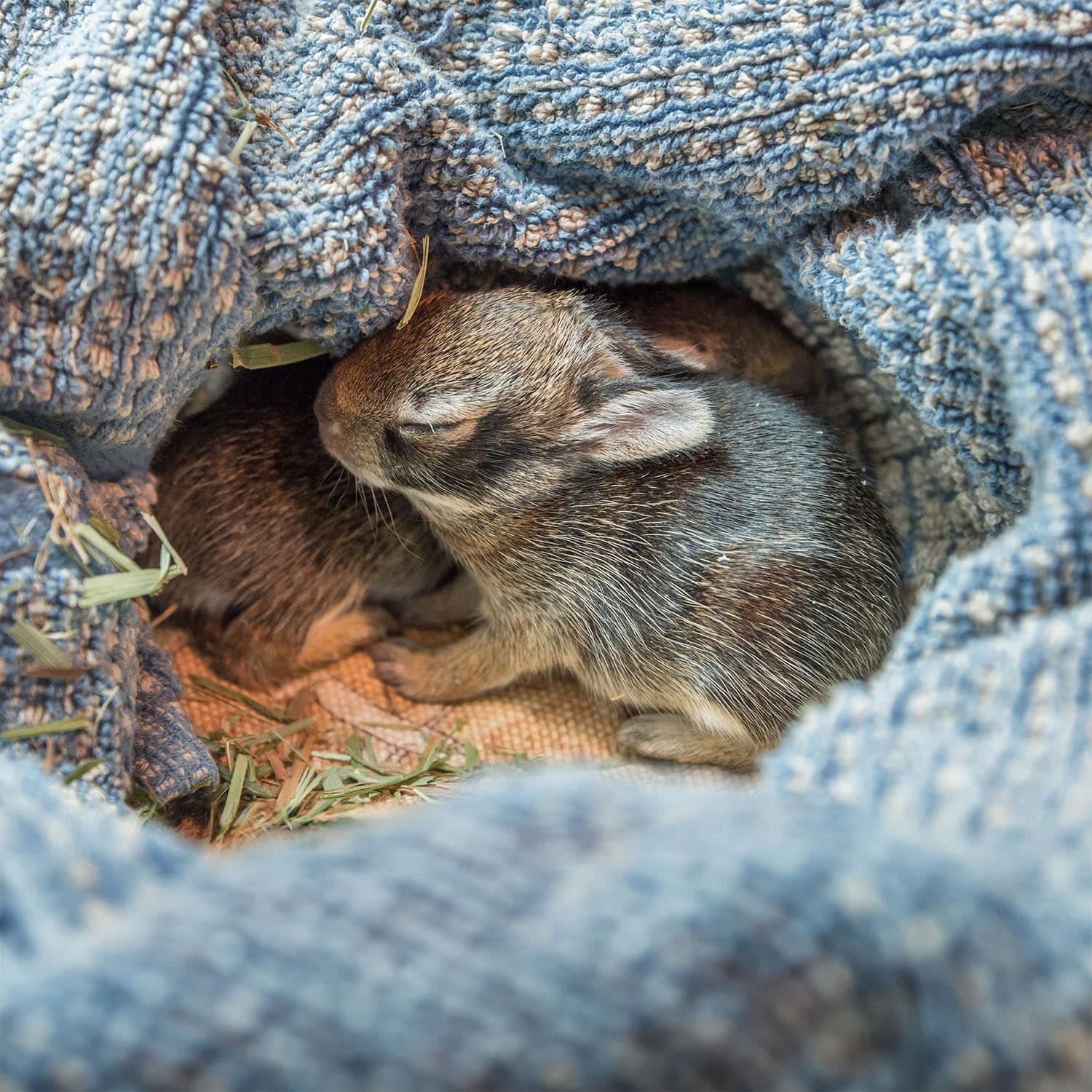 Orphaned baby bunnies sleeping in a blanket