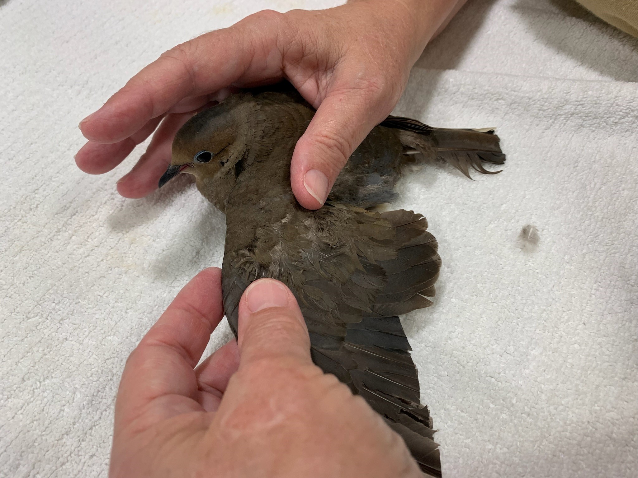 mourning dove baby