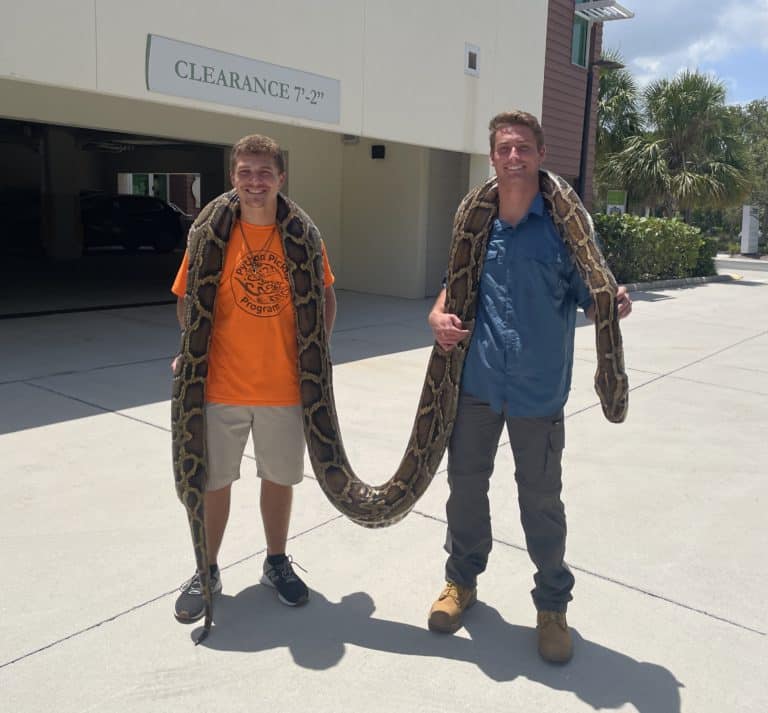 Conservancy measures longest Burmese python ever captured | Conservancy ...