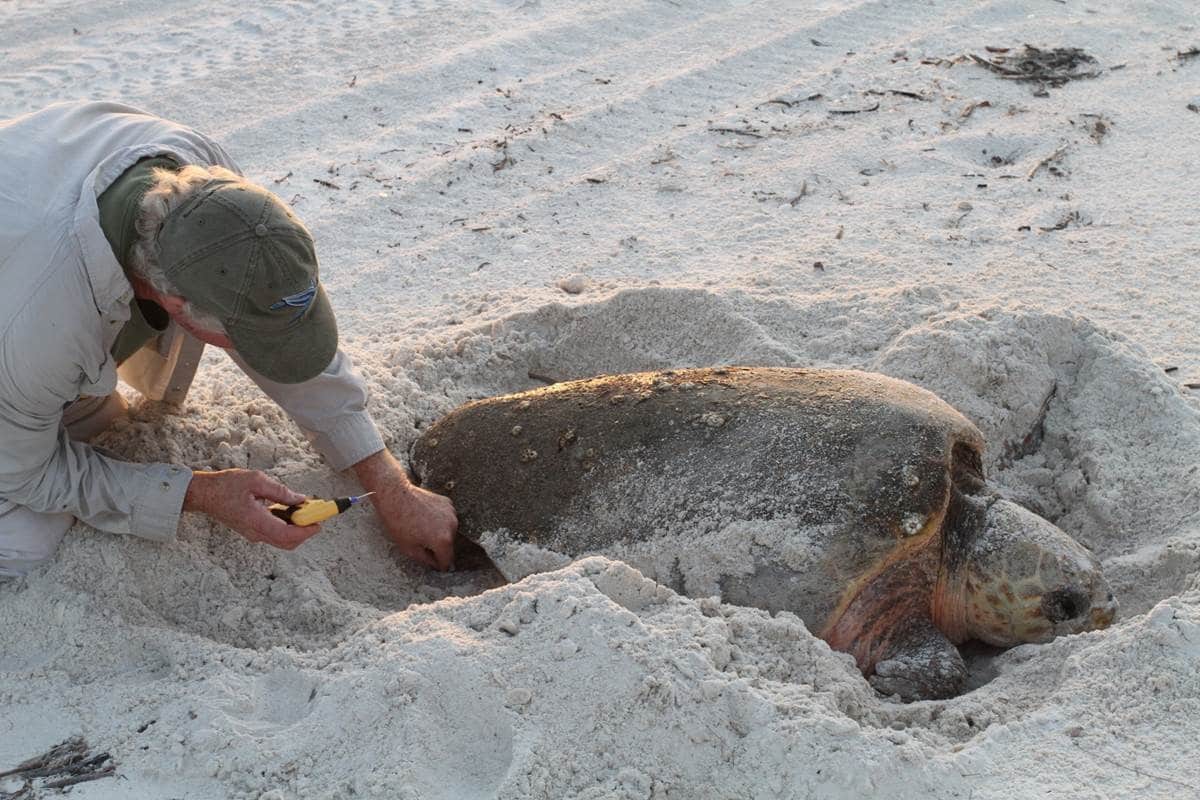 Biologist working with nesting sea turtle