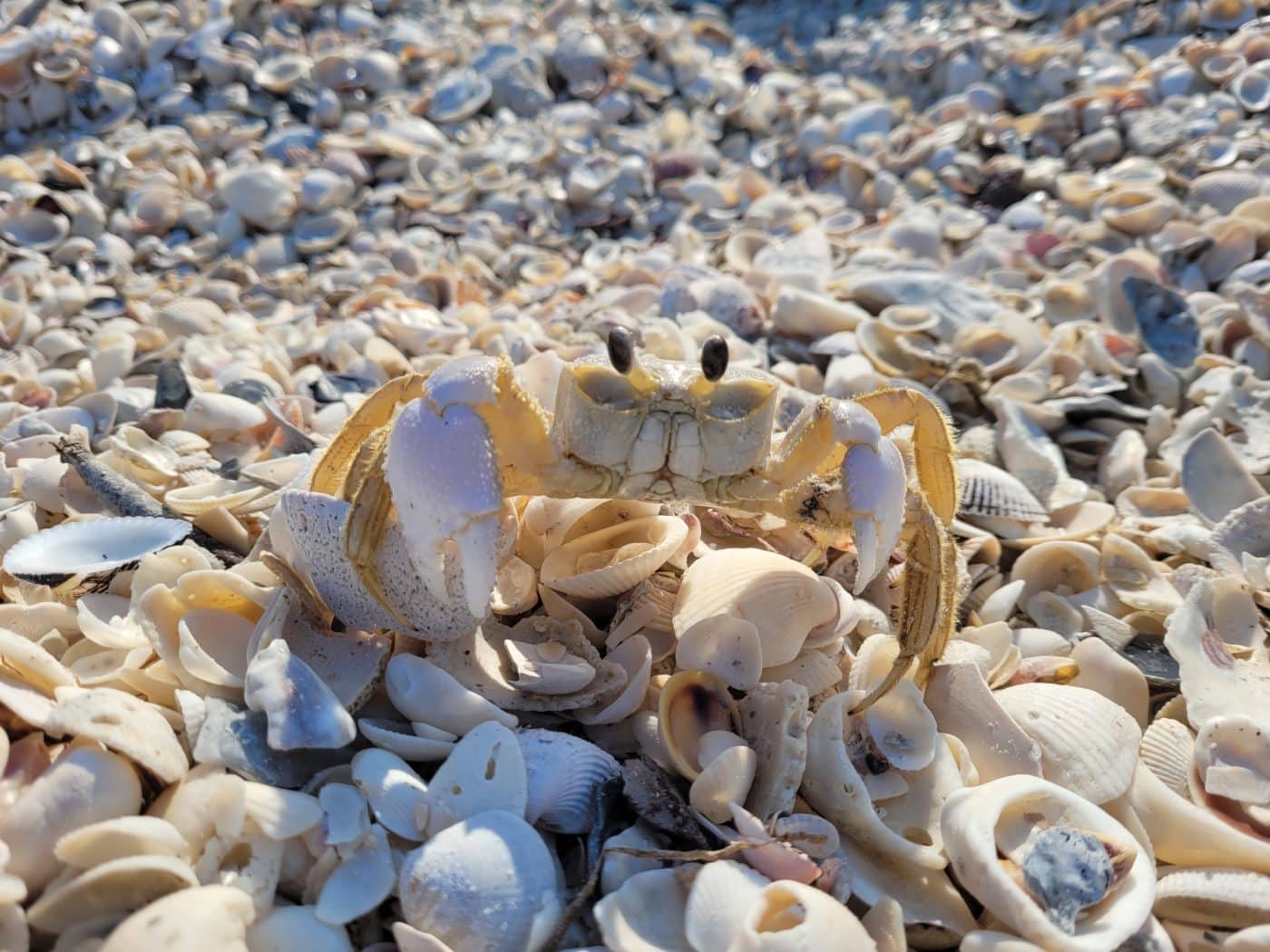 Ghost crab on shore