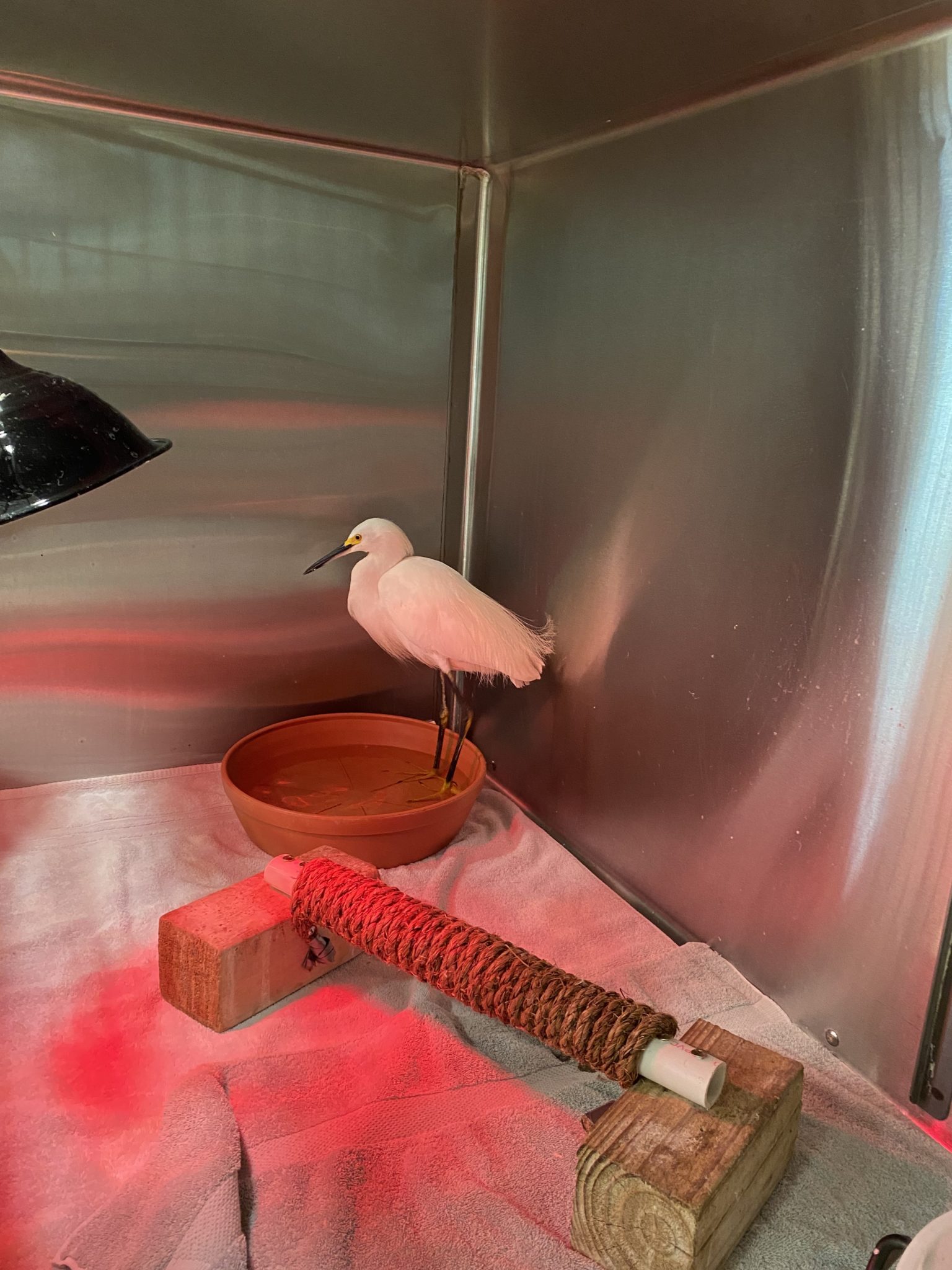 Rehabbing egret inside an enclosure at the von Arx Wildlife Hospital