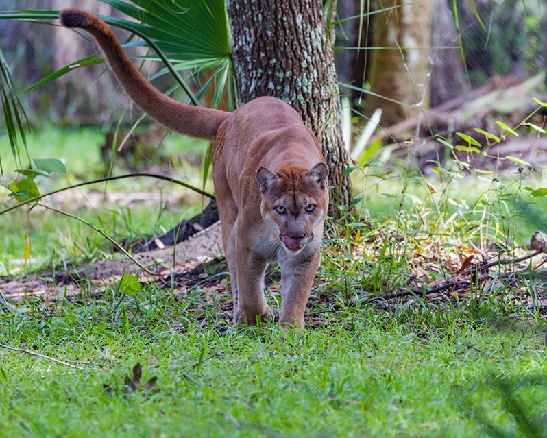 PANTHER FACTS  Friends of the Florida Panther Refuge