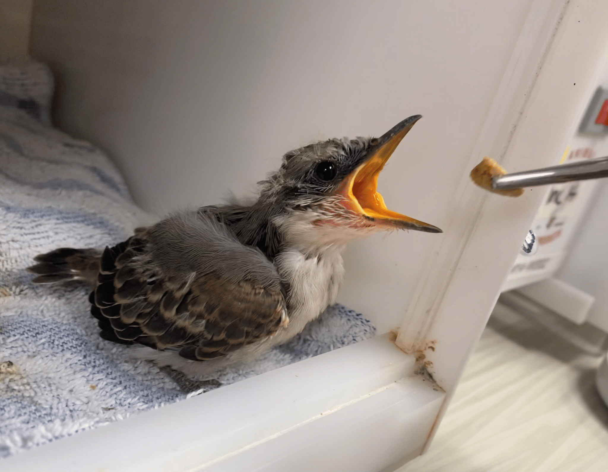 What Do Baby Blue Jays Eat? - Bird Feeder Hub