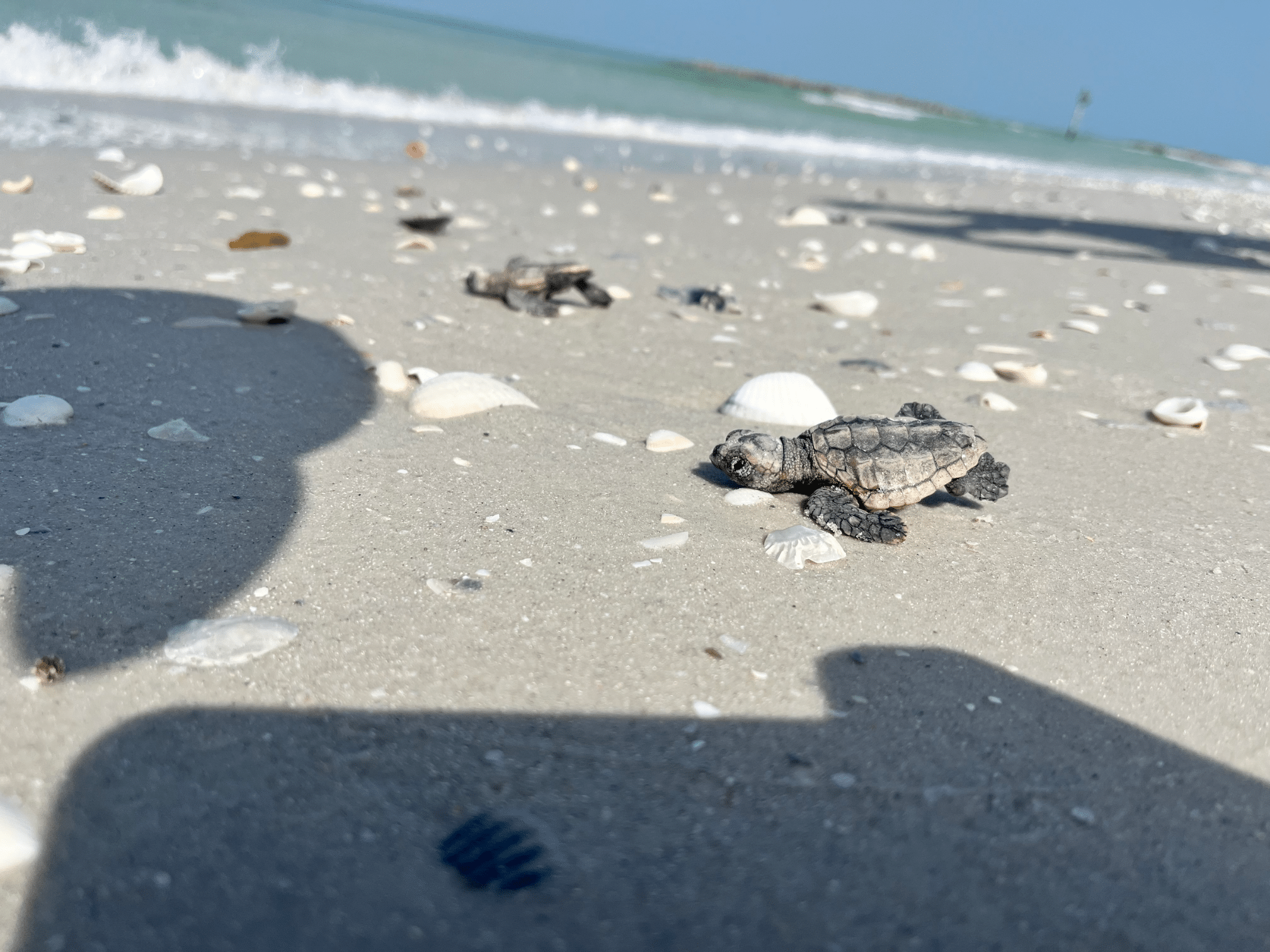 Sea turtle hatchlings going out to sea