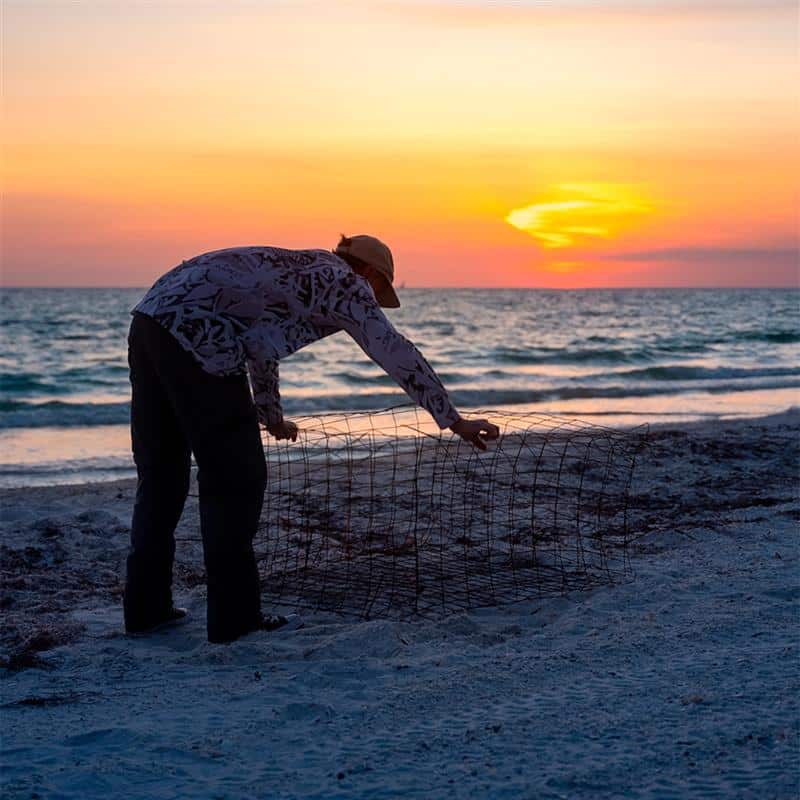 Researcher handles a cage over a sea turtle nest on the beach at sunrise