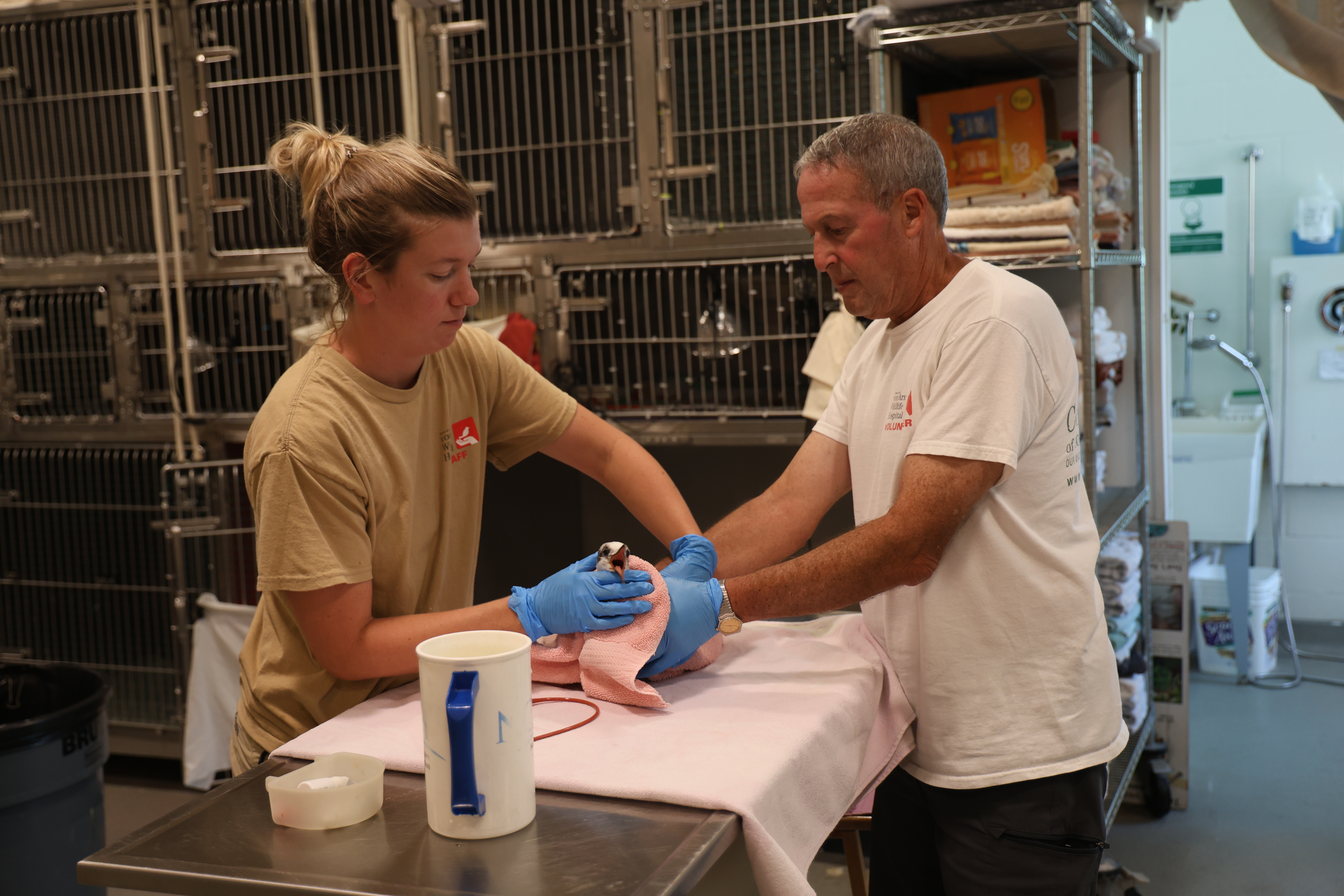 Wildlife hospital staff with shorebird affected by red tide