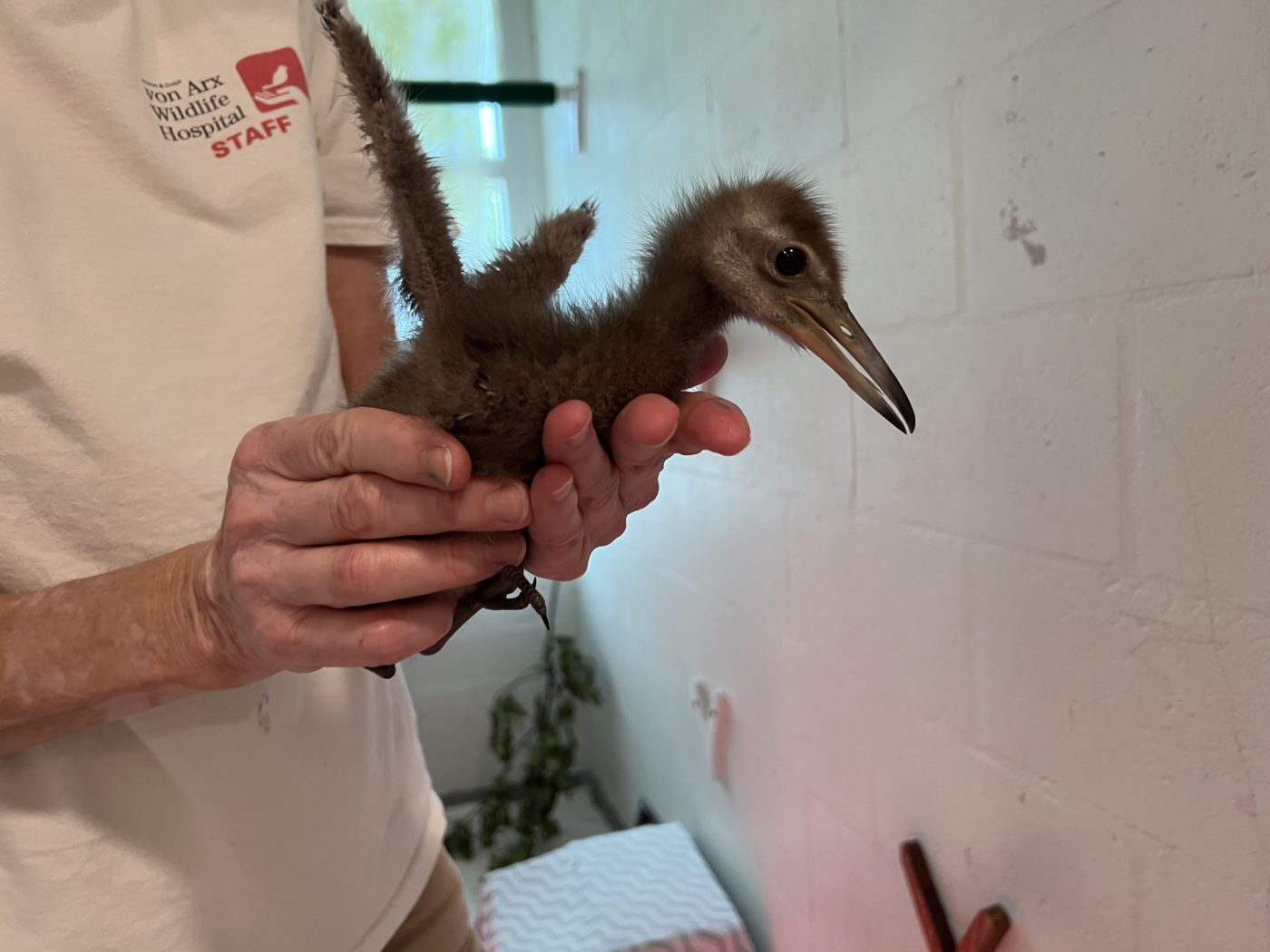 Baby limpkin getting weighed