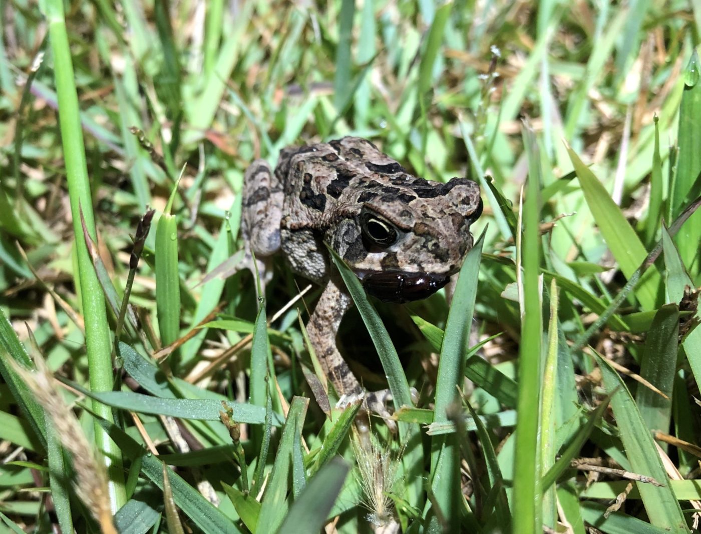 Cane toad in the grass