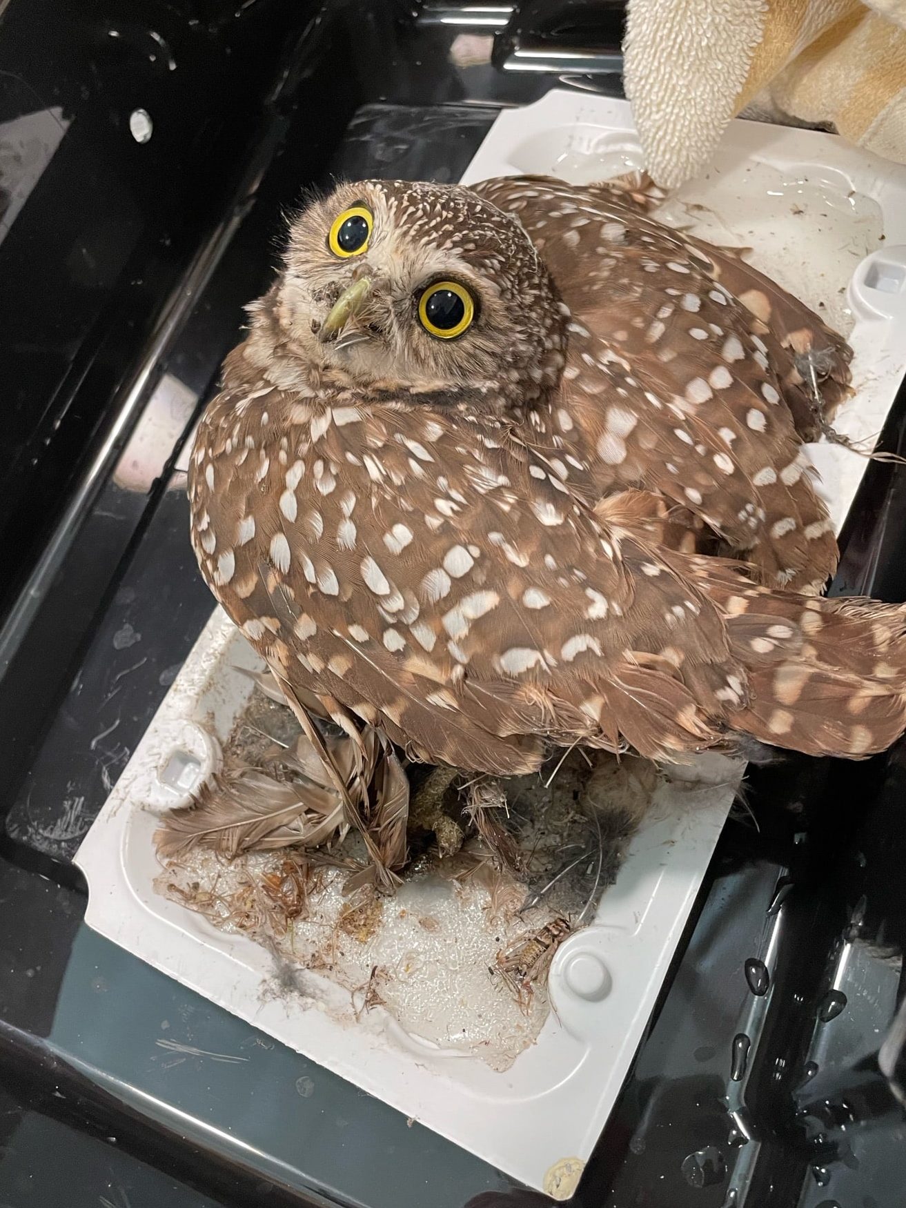 Nontoxic Rodent Control — Hungry Owl Project