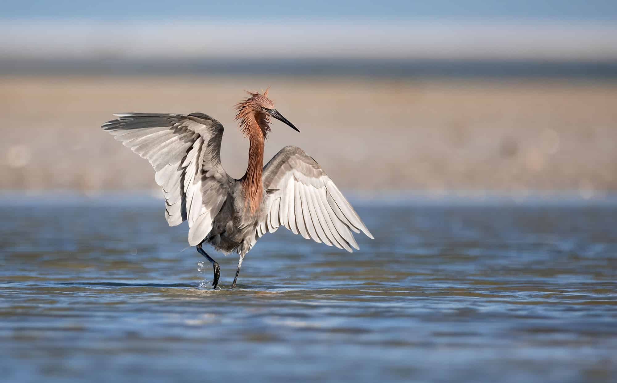Reddish egret with wings spread