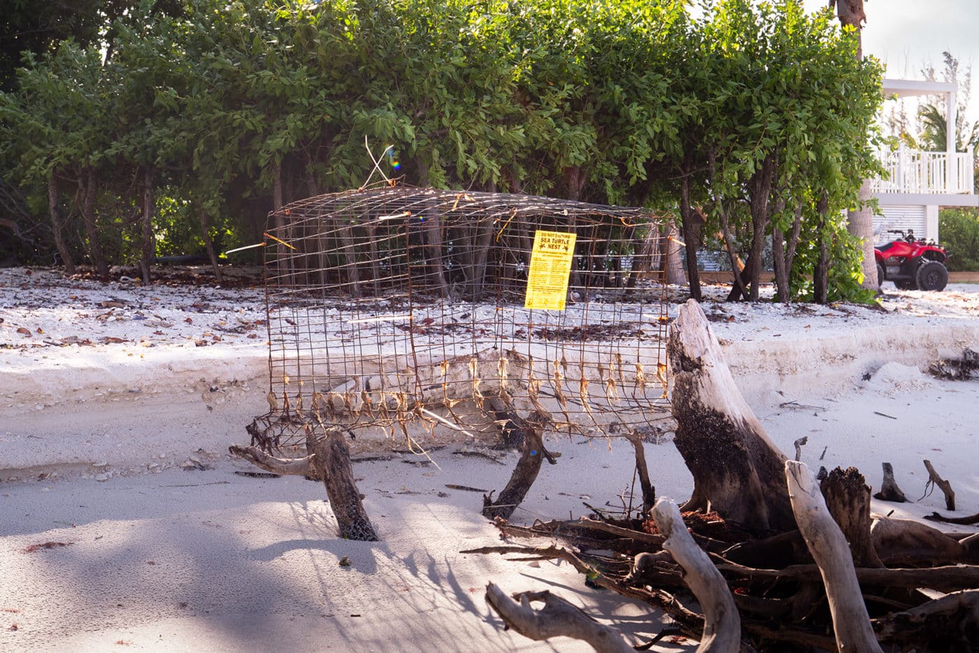 A second view of the caged sea turtle nest with the bottom washed out