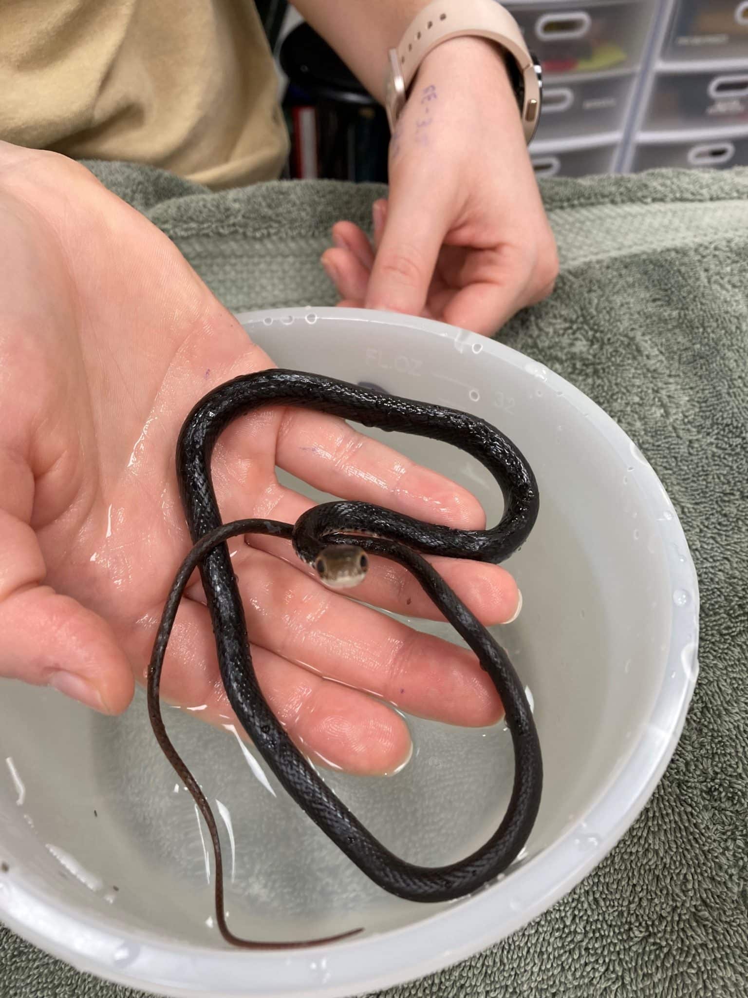 The Dangers of Glue Traps  The Wildlife Center of Virginia