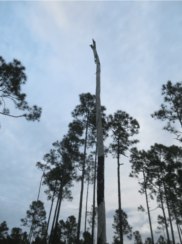 Wins for wildlife: Critical habitat designated for the Florida bonneted bat  and a new refuge unit established in Southwest Florida