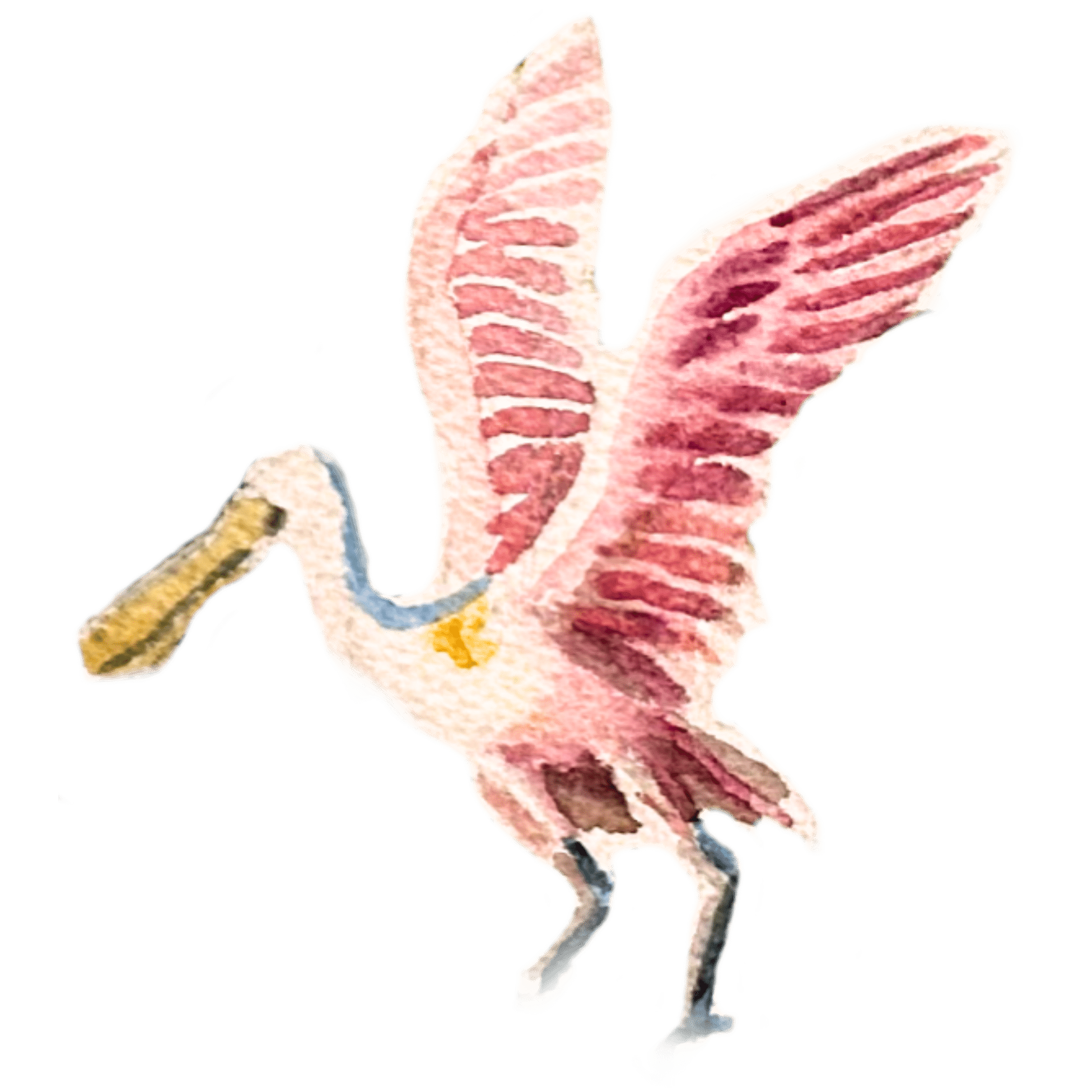 Magic25bird