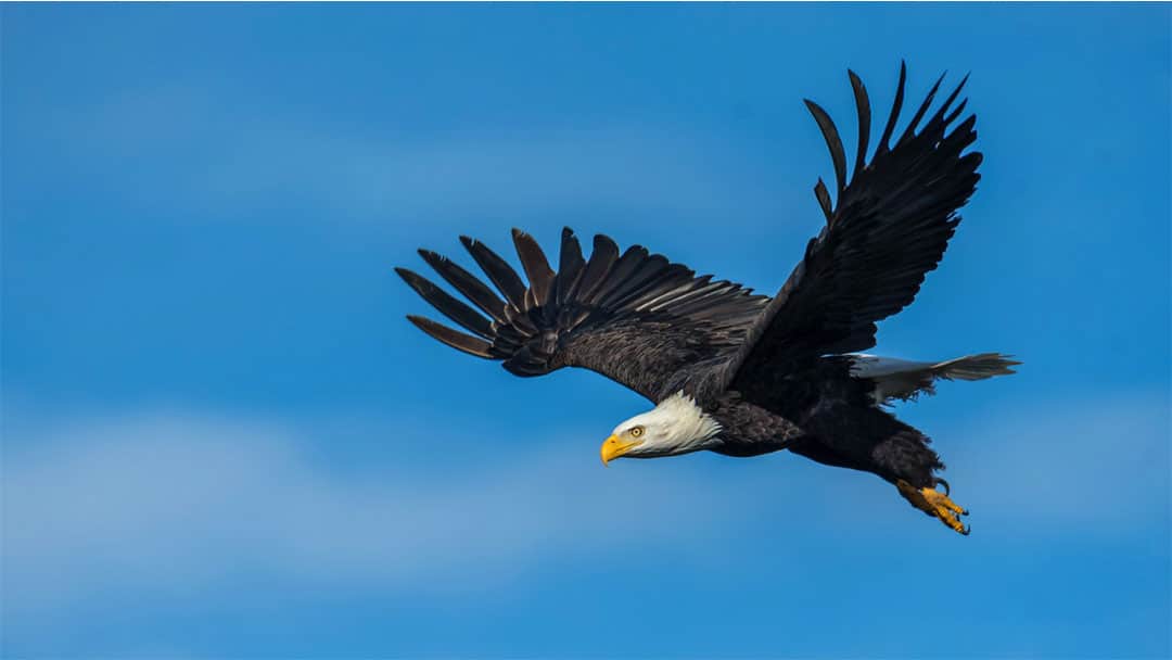 628b99885e2ba16b8b11e399 Soaring Eagle 628b99885e2ba16b8b11e399 Soaring Eagle