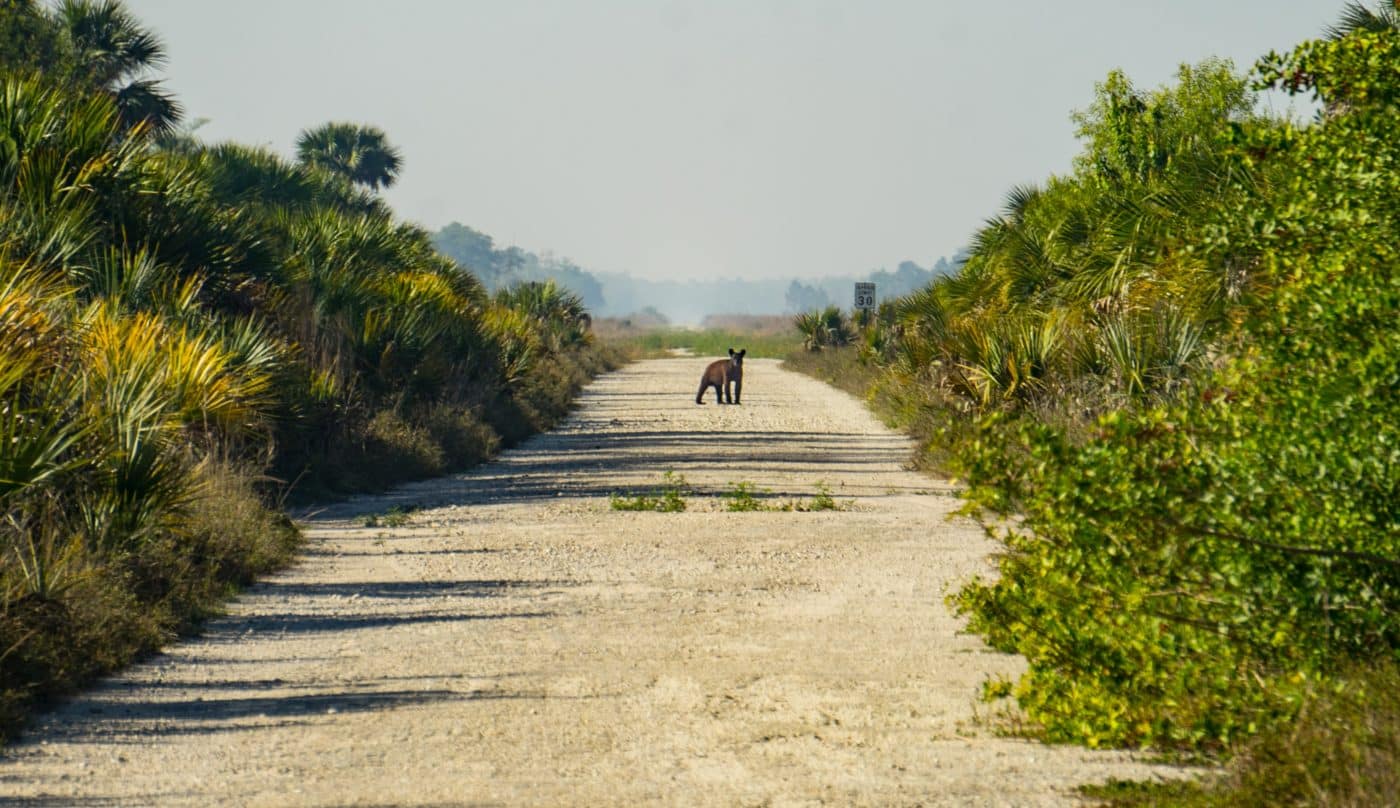 Picayune Black Bear (2)