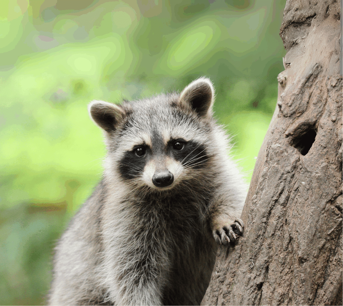 Raccoonintree Raccoonintree